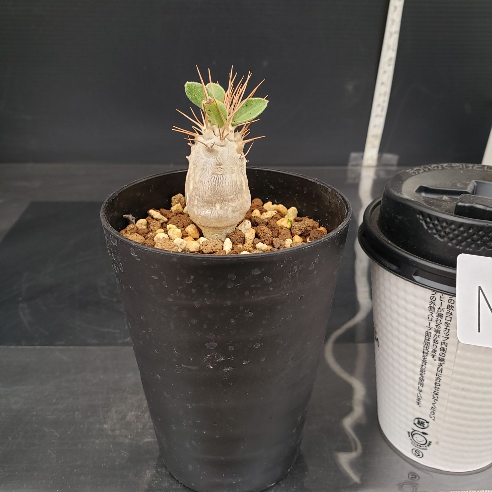 N495【自社養生株】パキポディウム ナマクアナム（実生・発根株