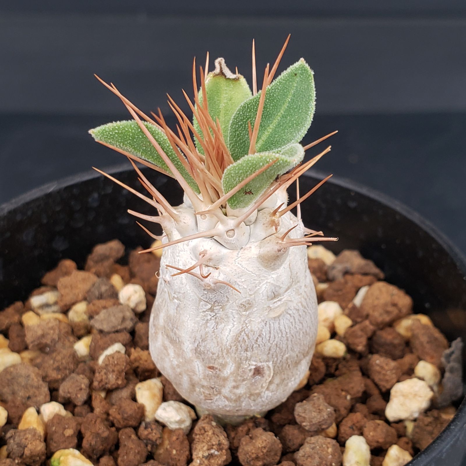 N495【自社養生株】パキポディウム ナマクアナム（実生・発根株