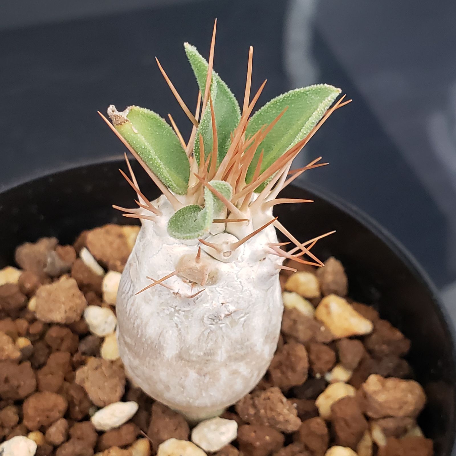 N495【自社養生株】パキポディウム ナマクアナム（実生・発根株