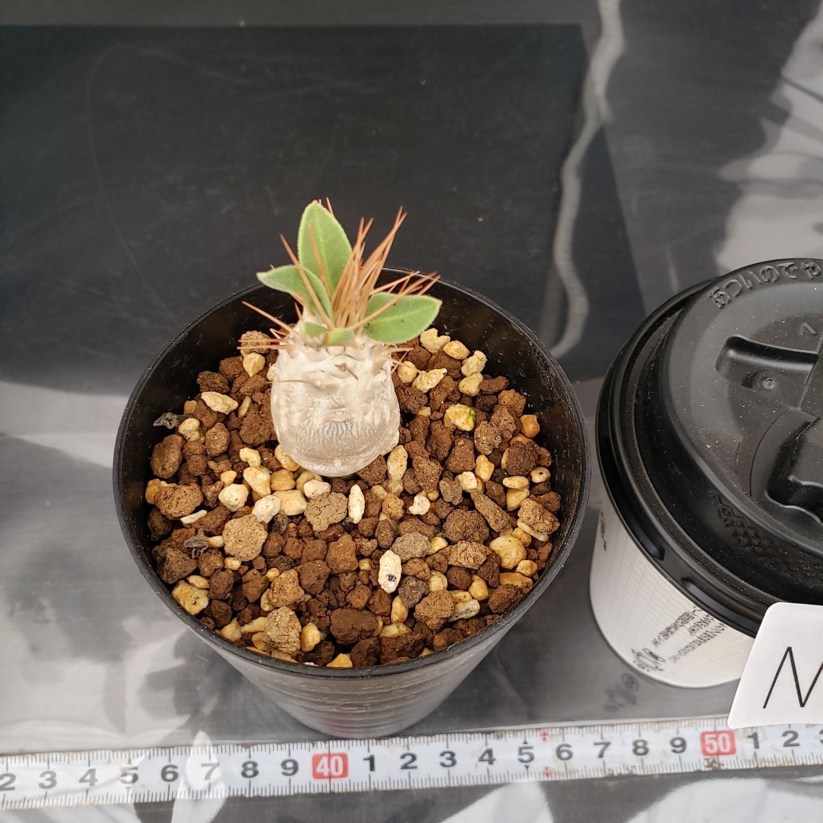 N495【自社養生株】パキポディウム ナマクアナム（実生・発根株