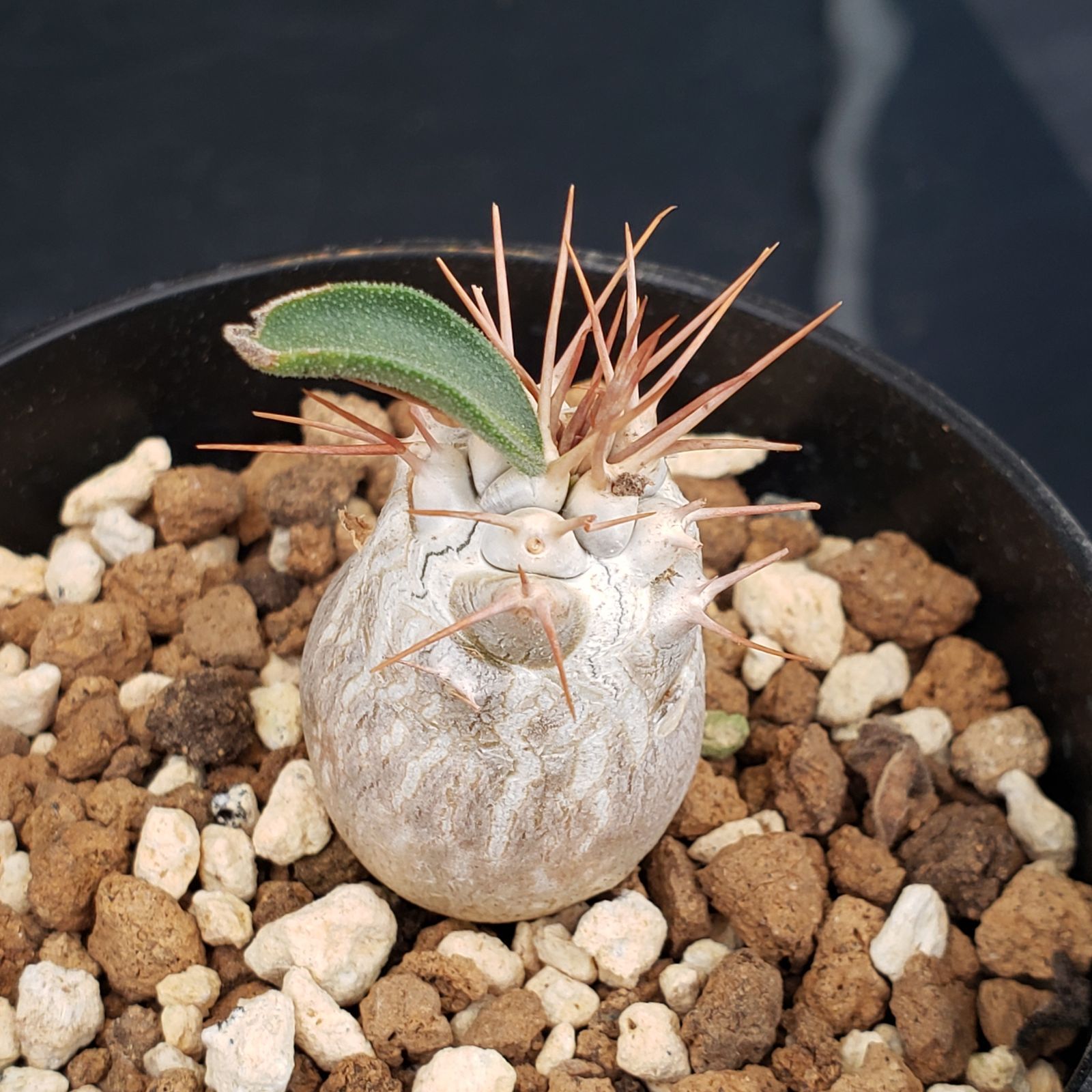 N496【自社養生株】パキポディウム ナマクアナム（実生・発根株