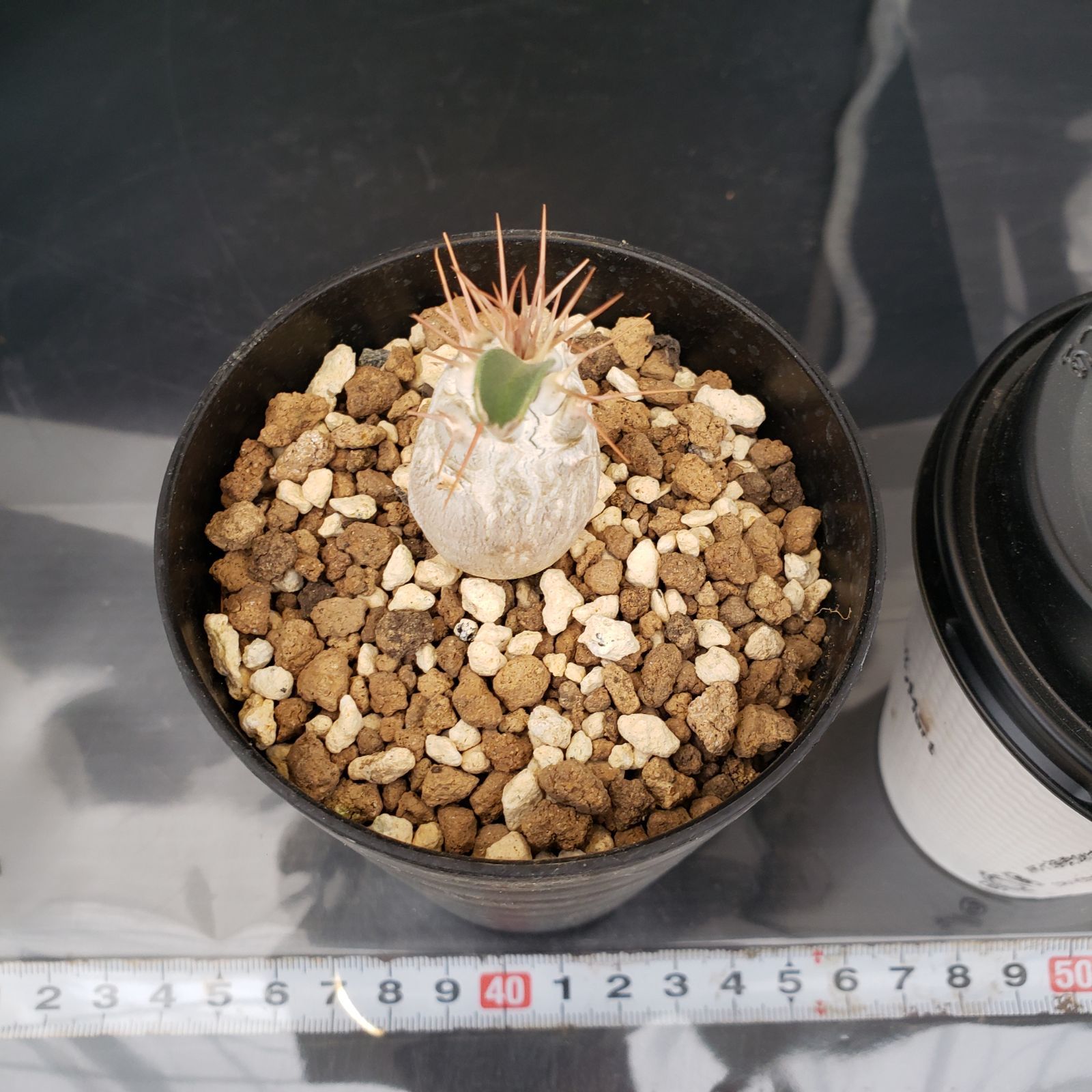 N496【自社養生株】パキポディウム ナマクアナム（実生・発根株