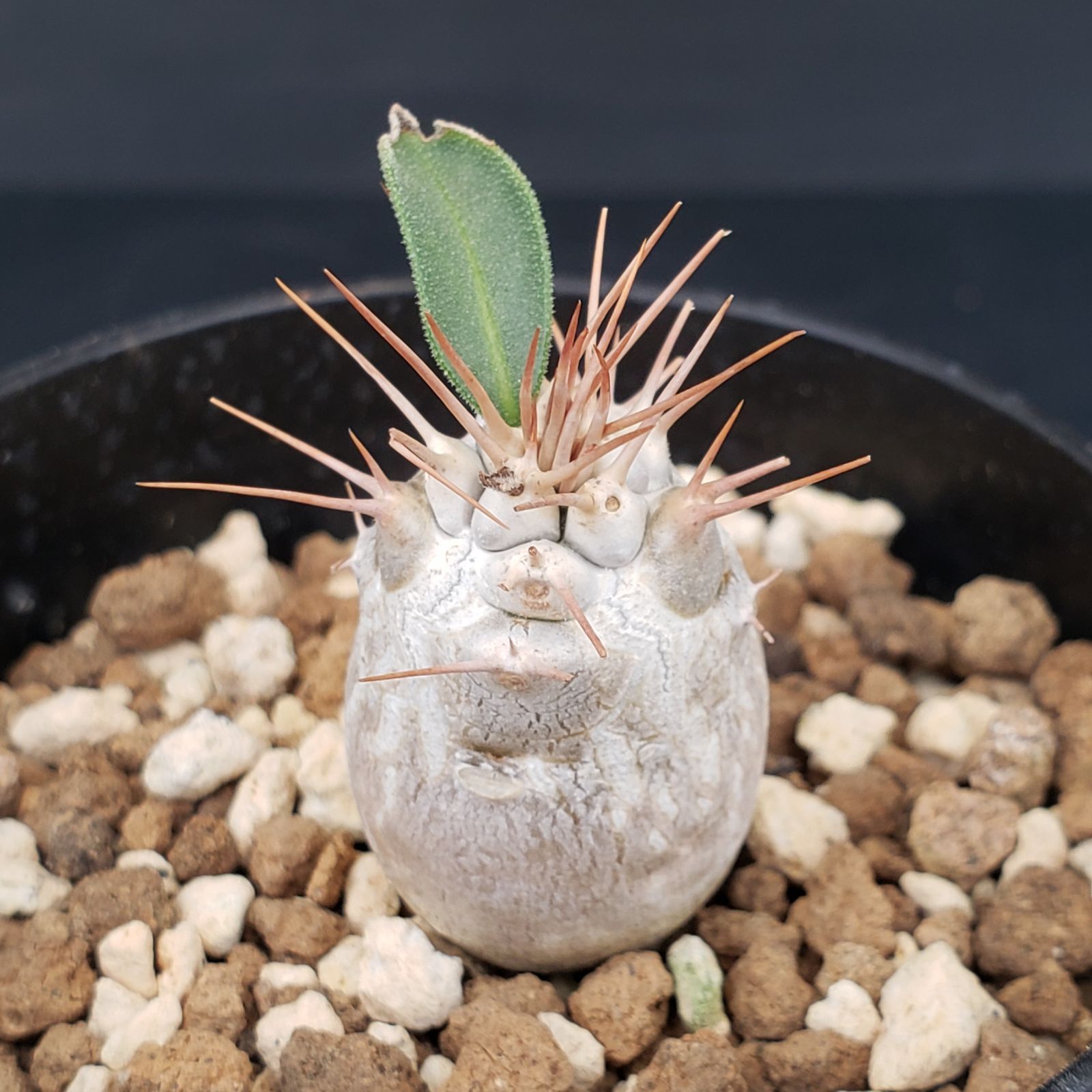 N496【自社養生株】パキポディウム ナマクアナム（実生・発根株