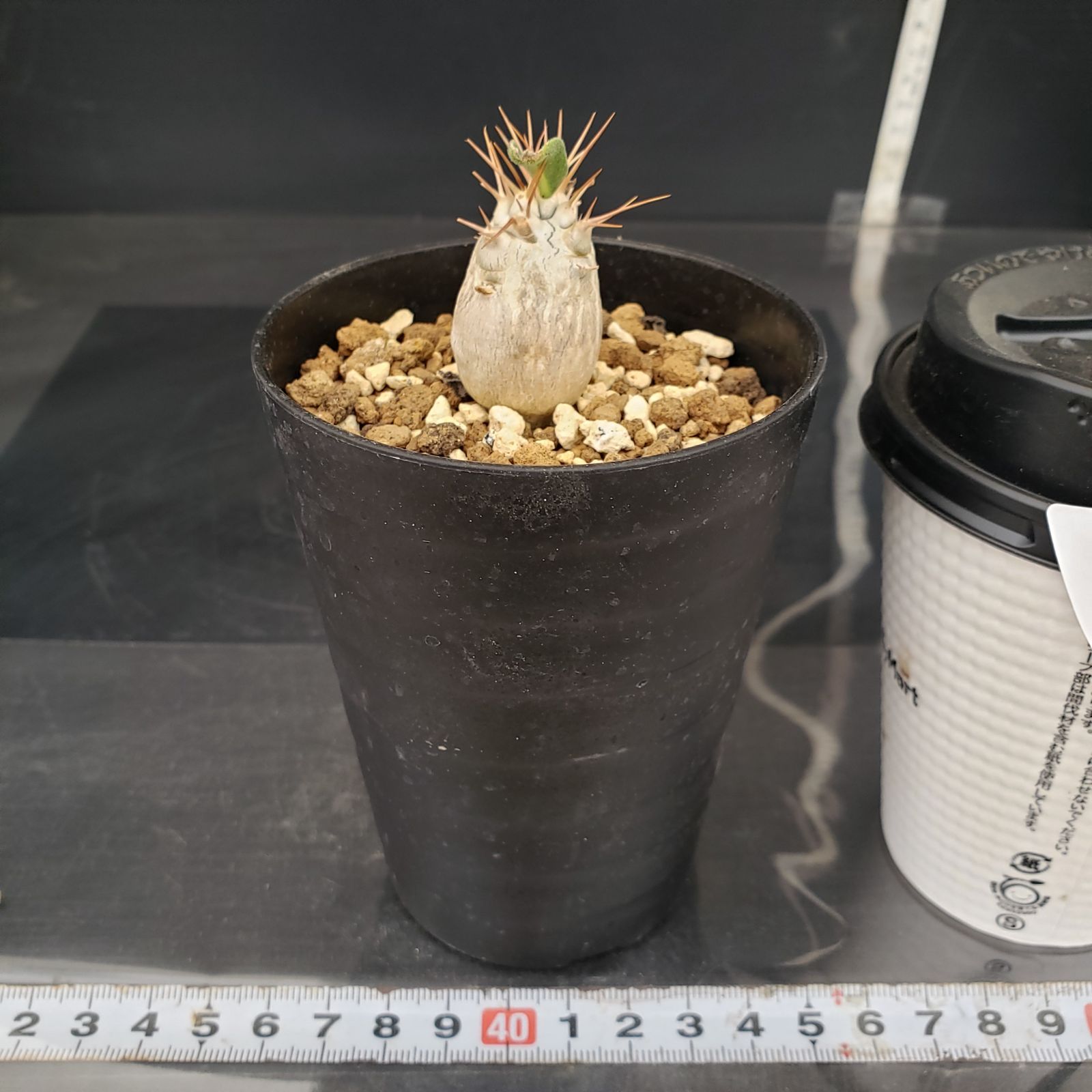 パキポディウム ナマクアナム 実生株　発根活着済 N496【自社養生株】パキポディウム ナマクアナム（実生・発根株