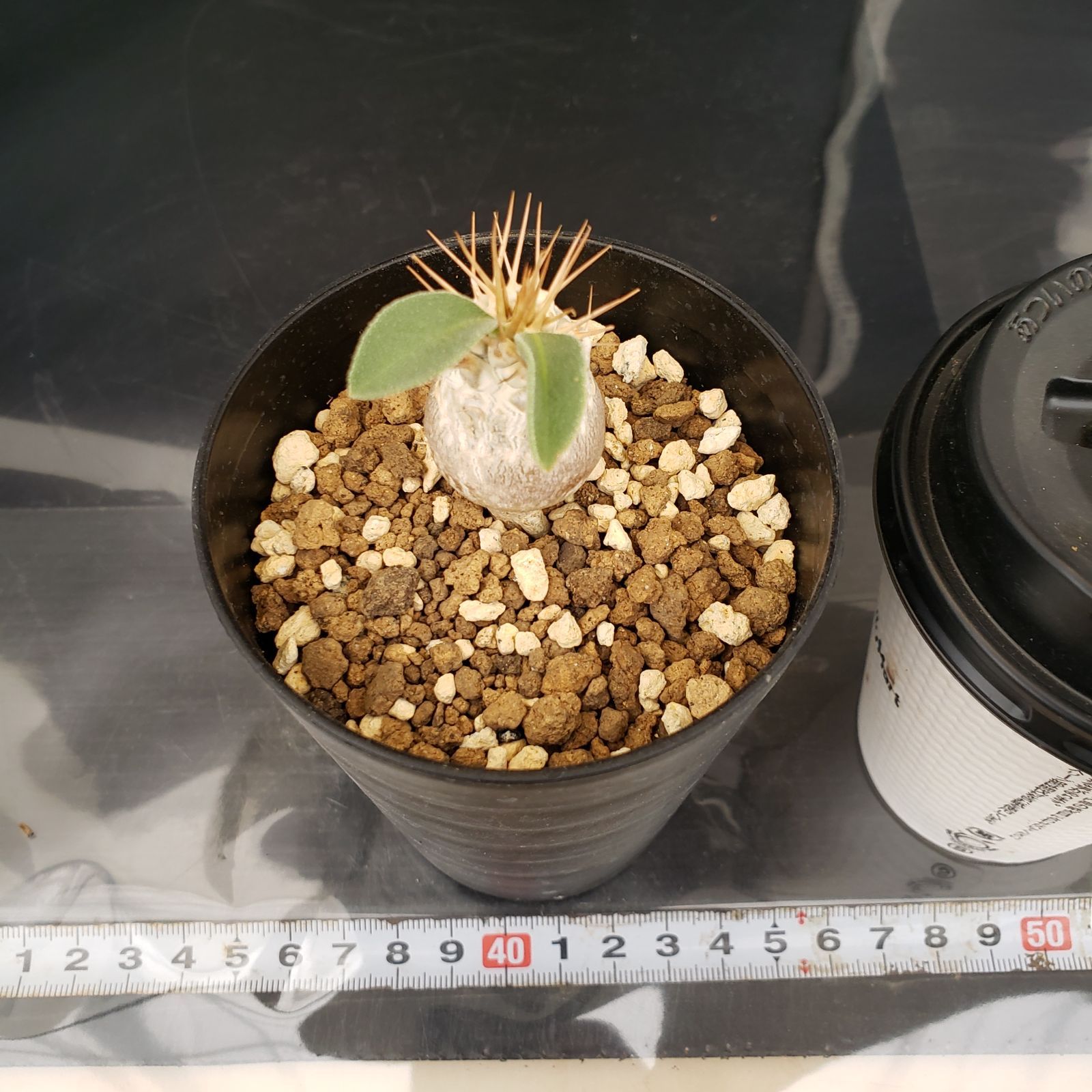 N497【自社養生株】パキポディウム ナマクアナム（実生・発根株