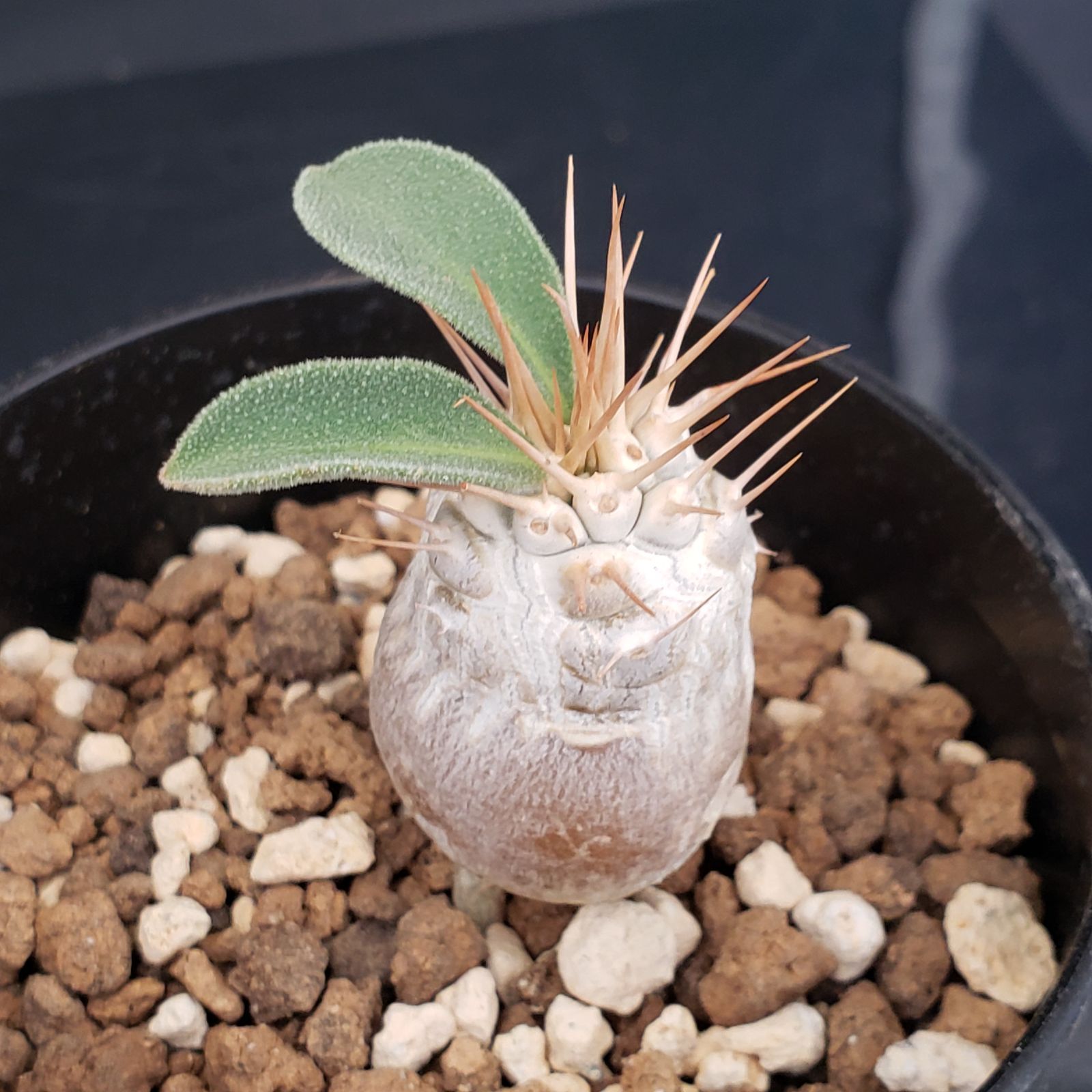 N497【自社養生株】パキポディウム ナマクアナム（実生・発根株