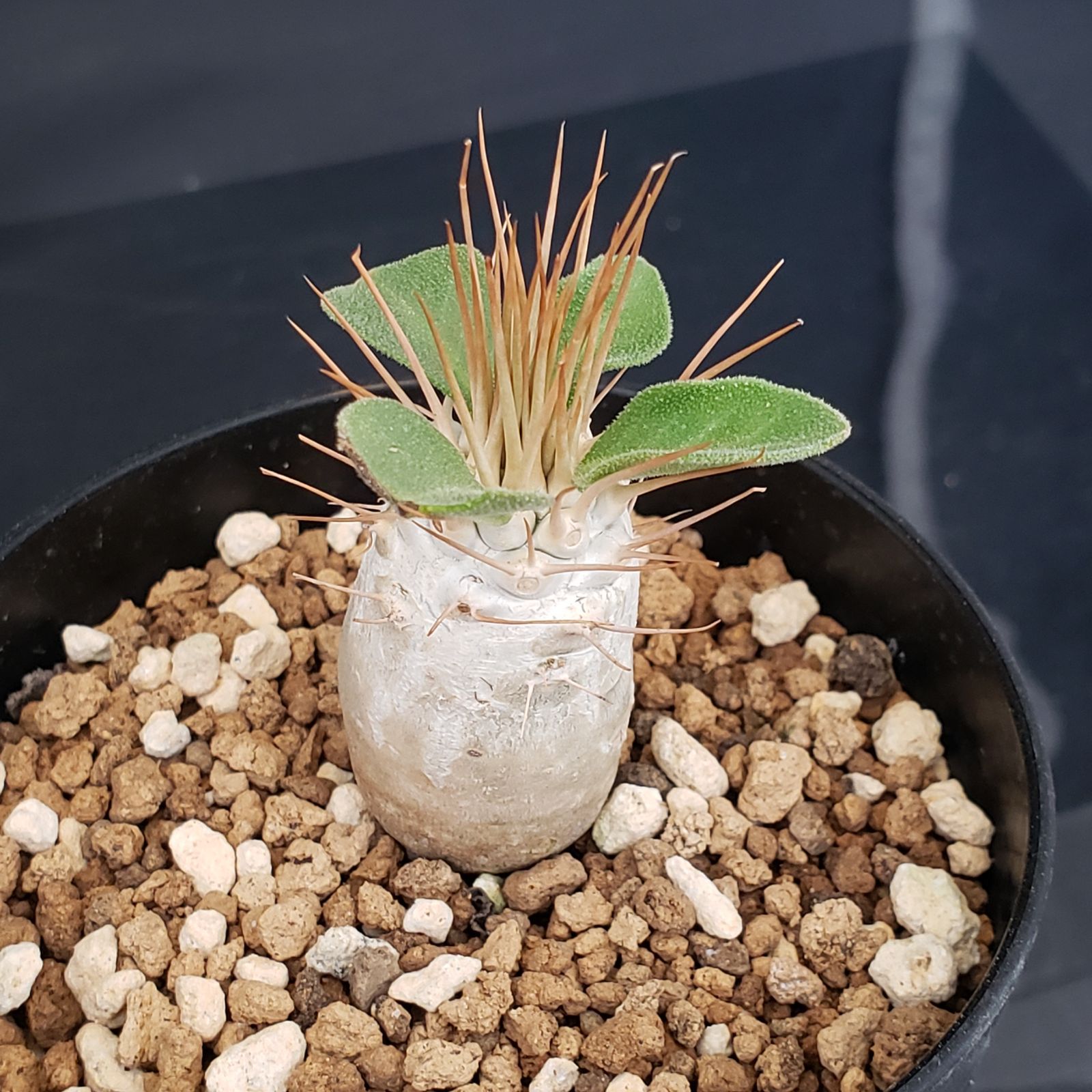 N498【自社養生株】パキポディウム ナマクアナム（実生・発根株