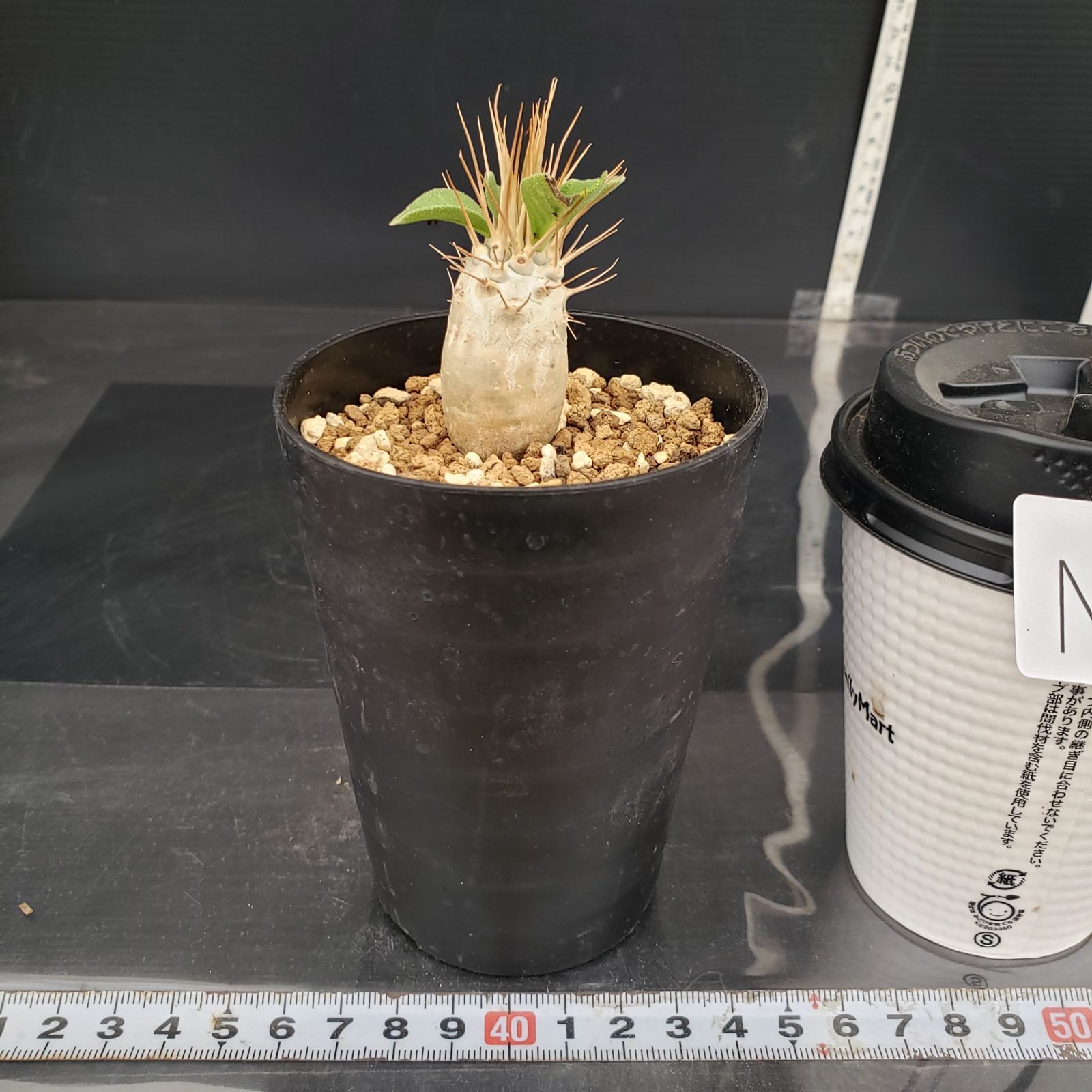 N498【自社養生株】パキポディウム ナマクアナム（実生・発根株