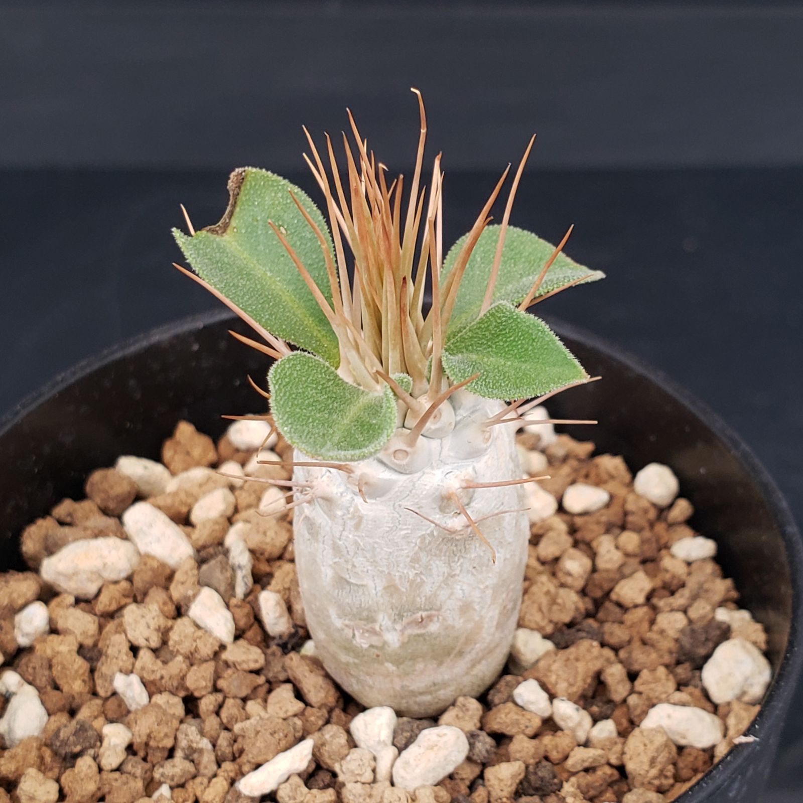 N498【自社養生株】パキポディウム ナマクアナム（実生・発根株