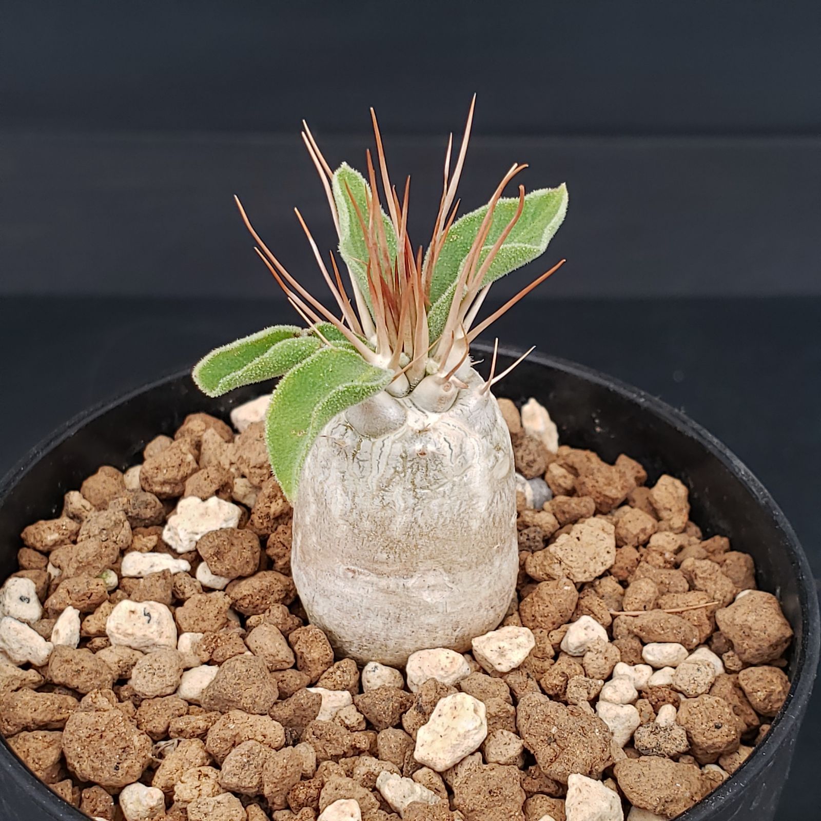 N499【自社養生株】パキポディウム ナマクアナム（実生・発根株