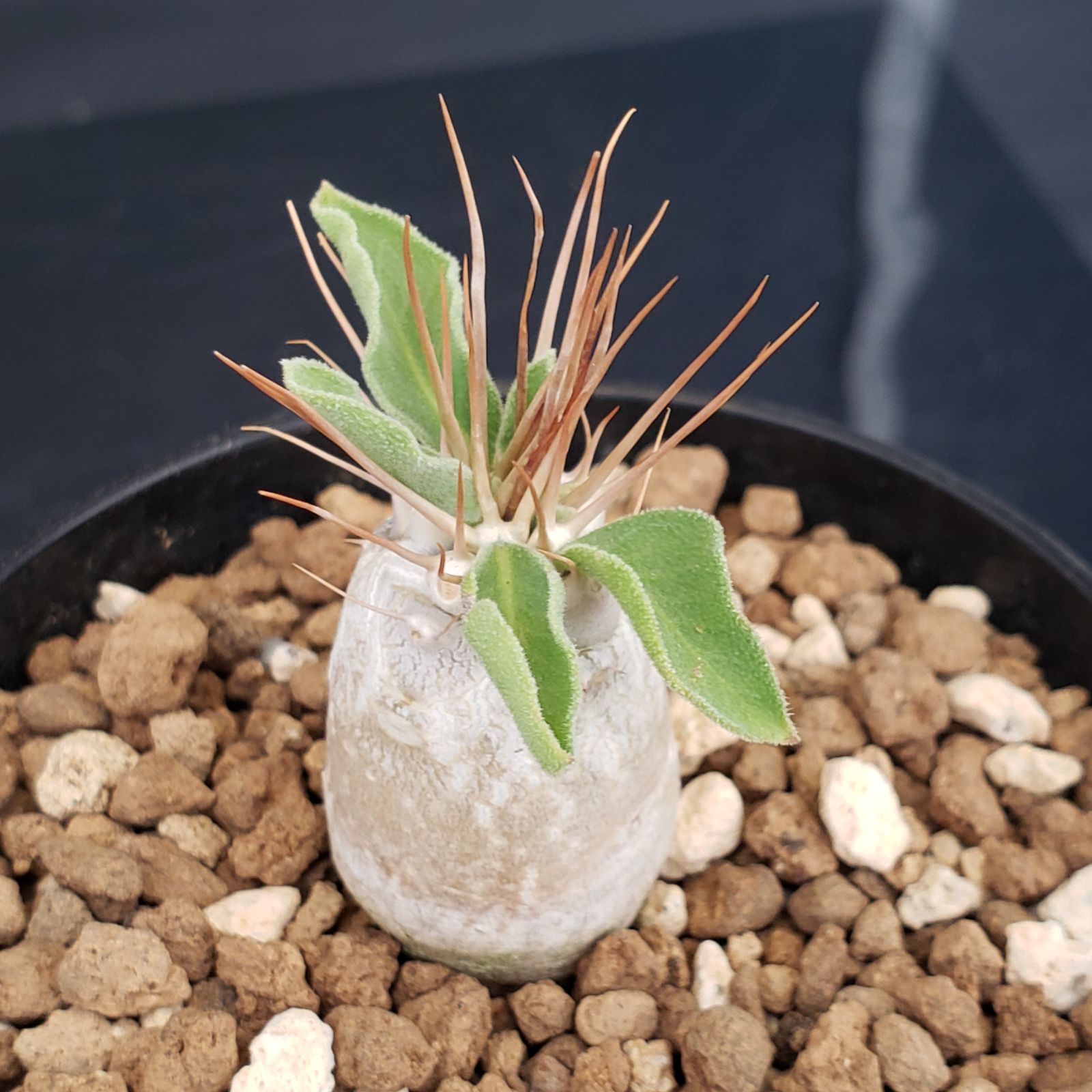 N499【自社養生株】パキポディウム ナマクアナム（実生・発根株