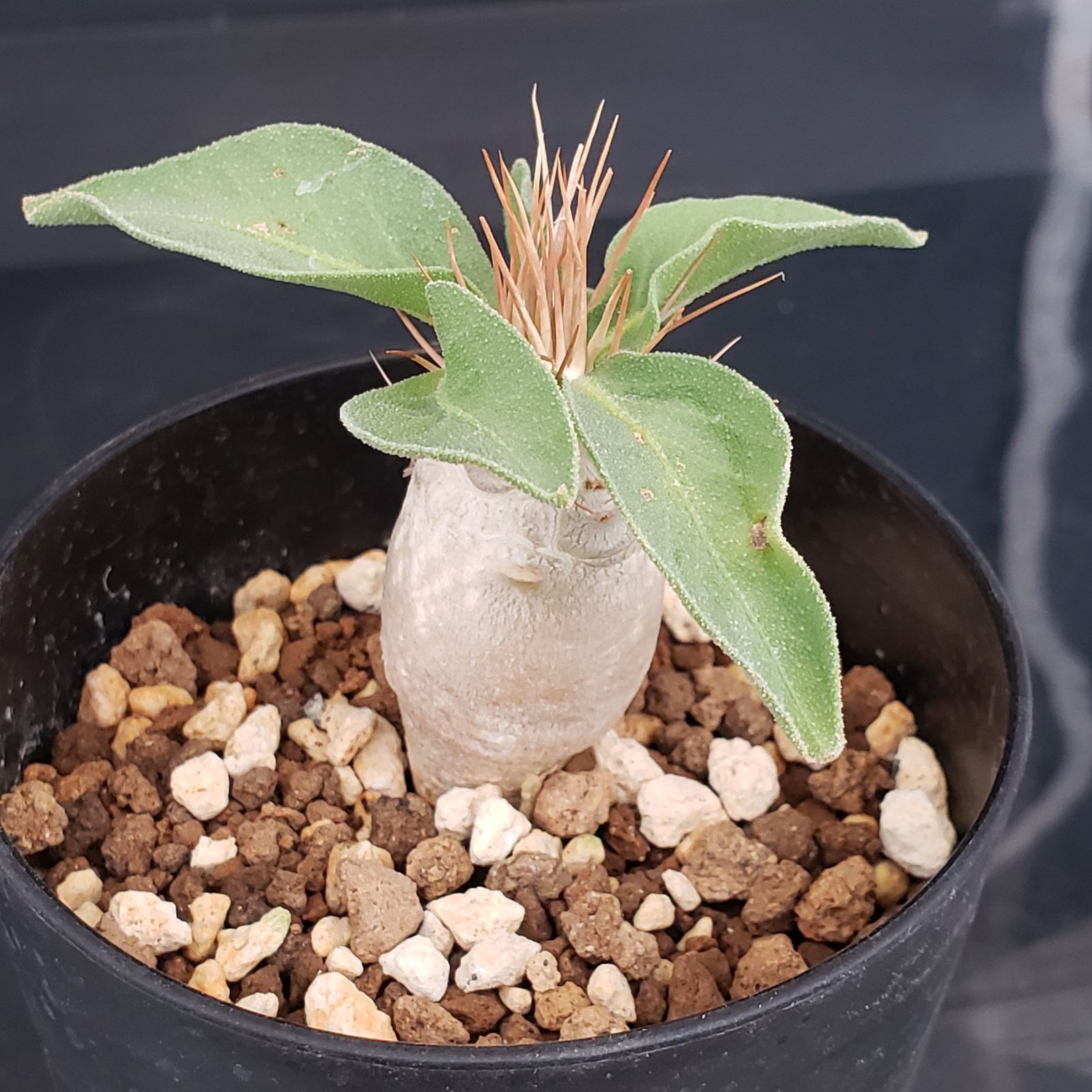 N500【自社養生株】パキポディウム ナマクアナム（実生・発根株