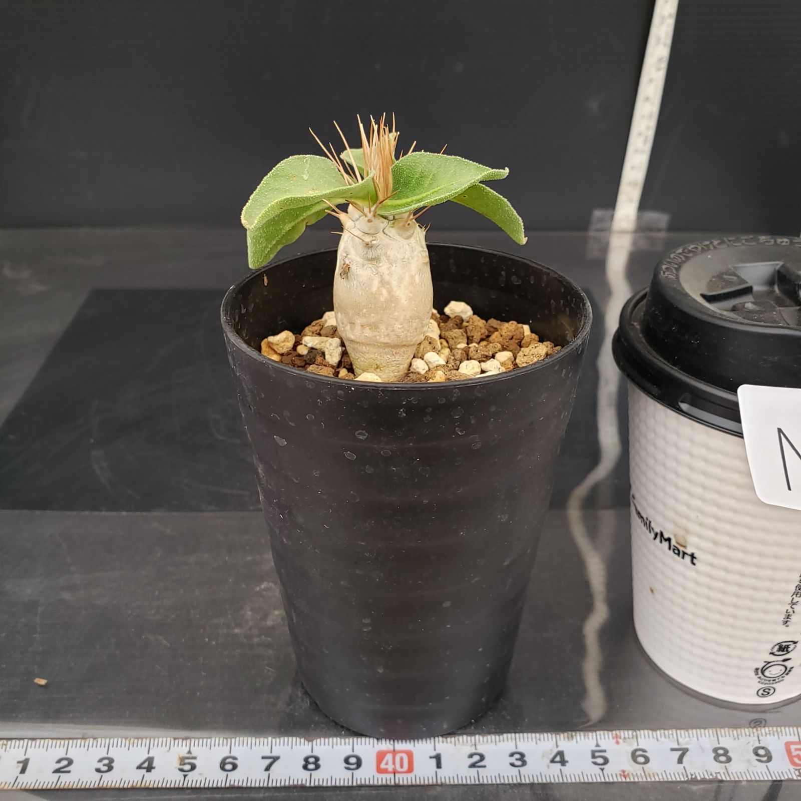 N500【自社養生株】パキポディウム ナマクアナム（実生・発根株