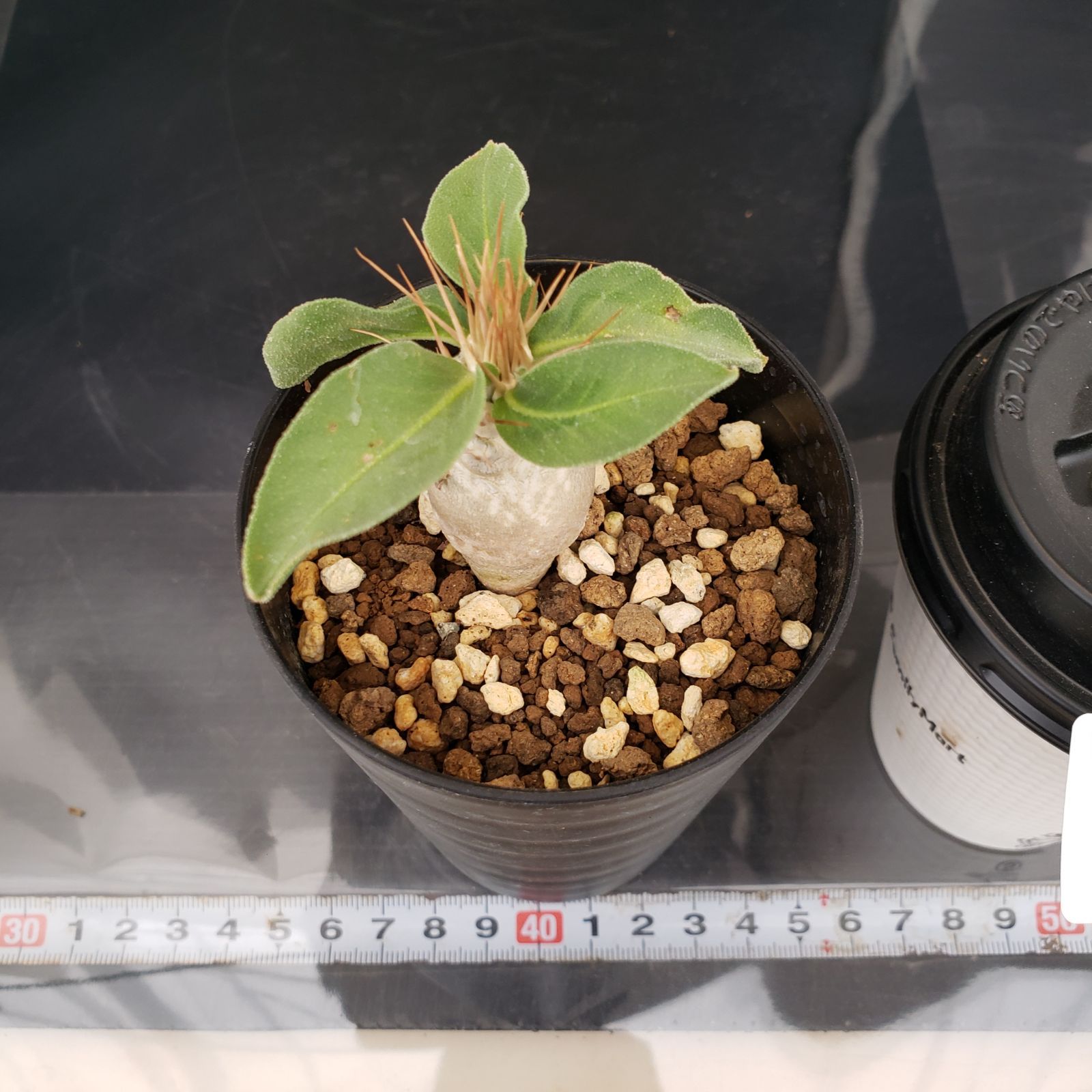 N500【自社養生株】パキポディウム ナマクアナム（実生・発根株