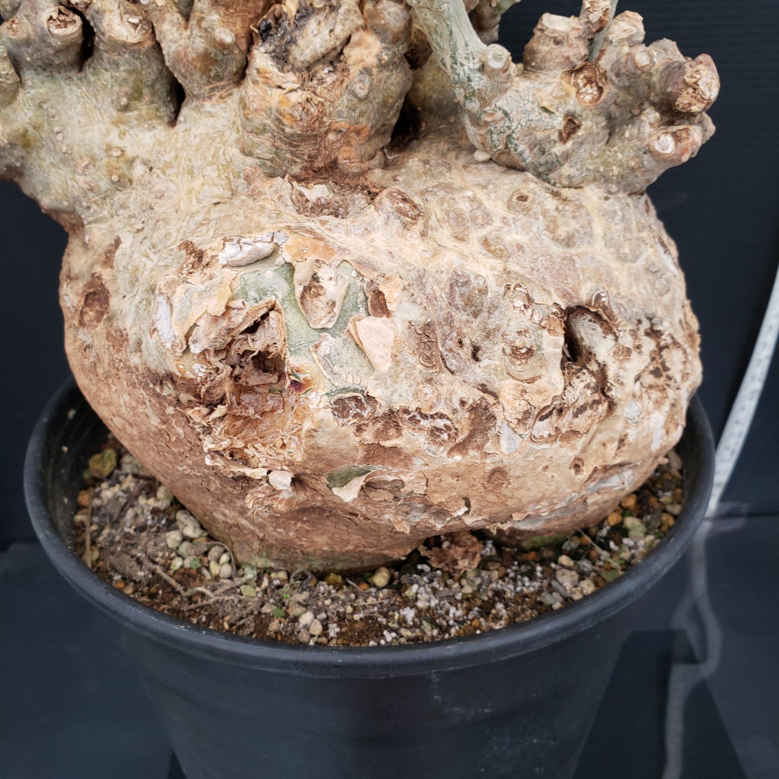 N505【自社養生株】フォッケア ムルチフローラ（L）（現地球・発根株