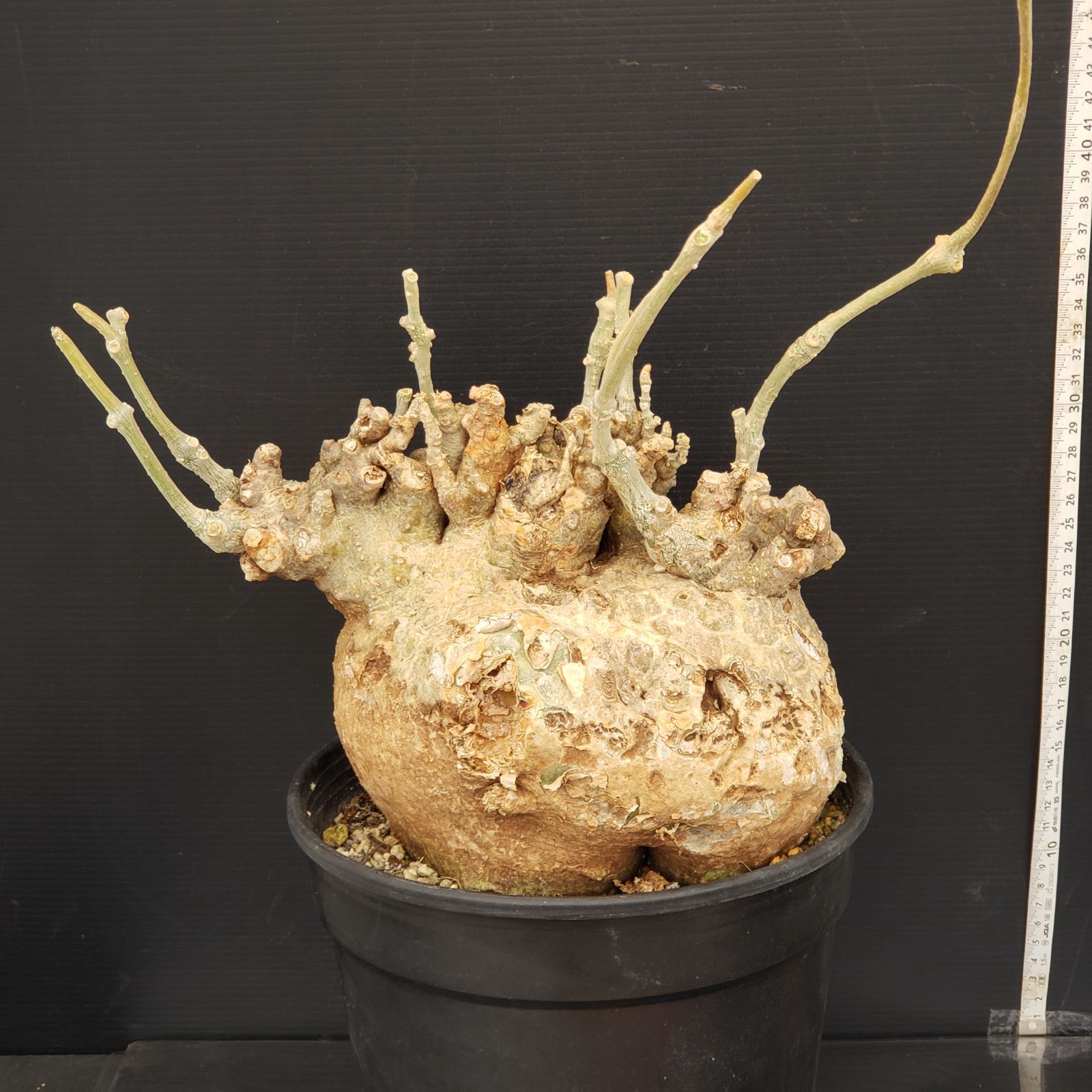 N505【自社養生株】フォッケア ムルチフローラ（L）（現地球・発根株