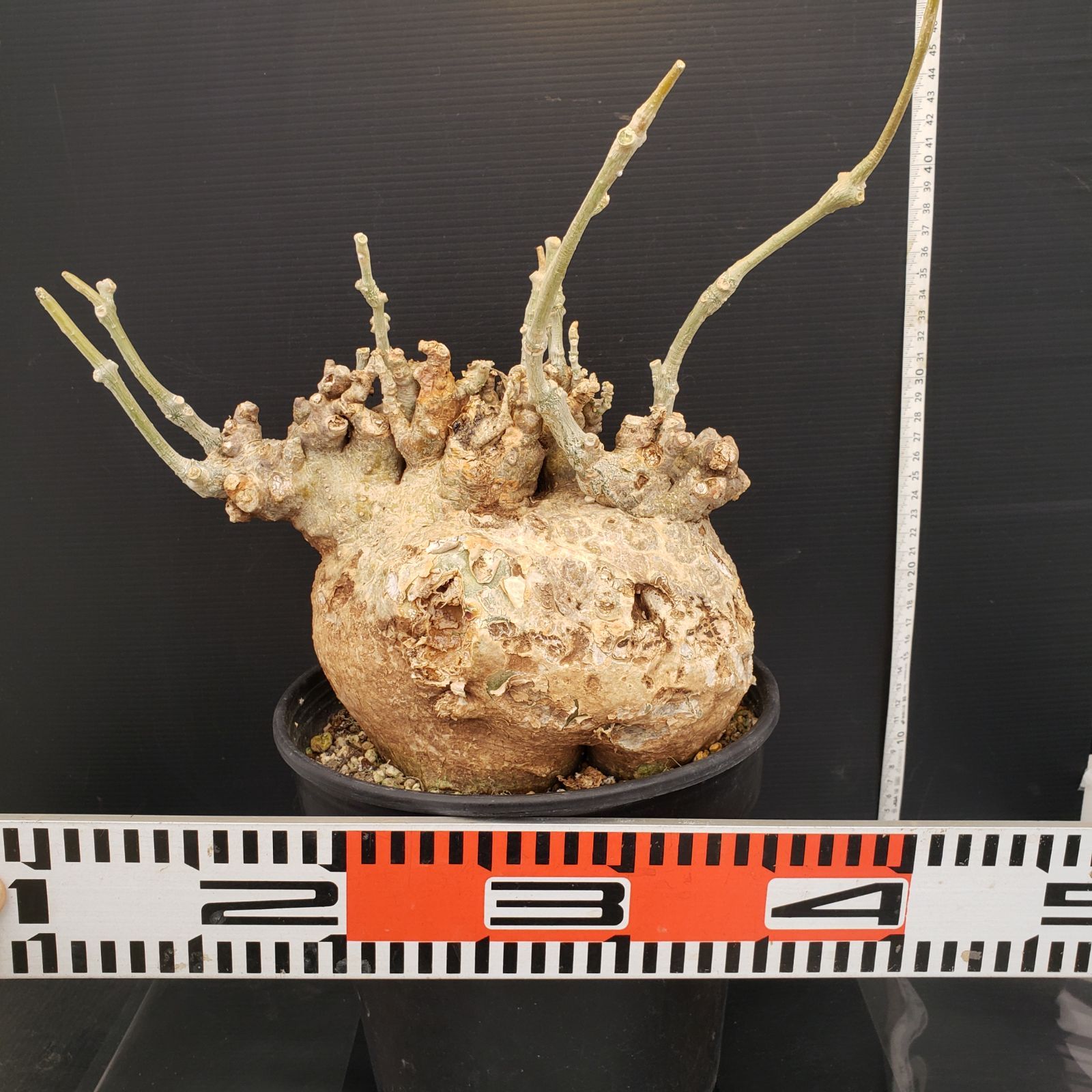 N505【自社養生株】フォッケア ムルチフローラ（L）（現地球・発根株