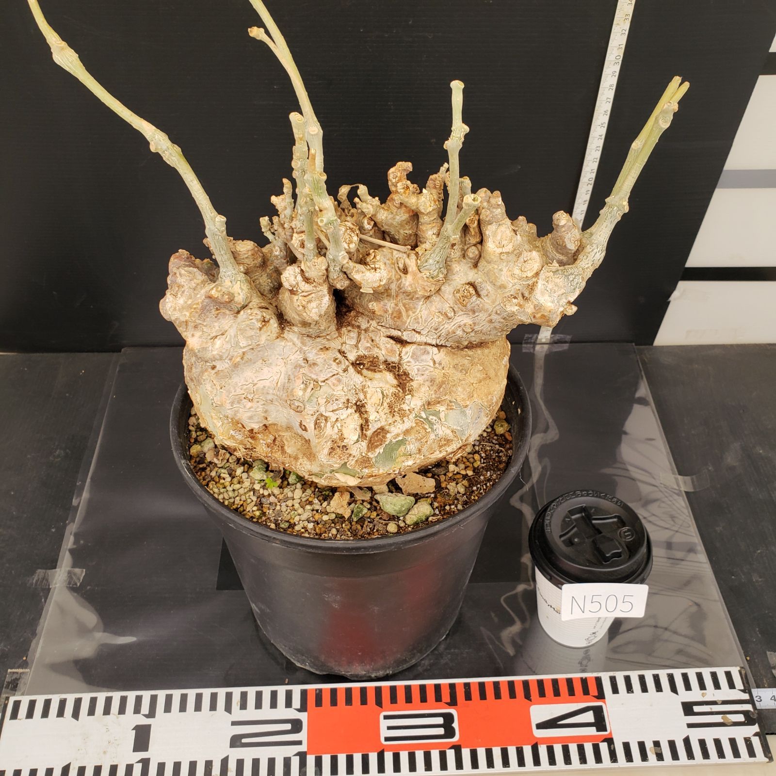 N505【自社養生株】フォッケア ムルチフローラ（L）（現地球・発根株