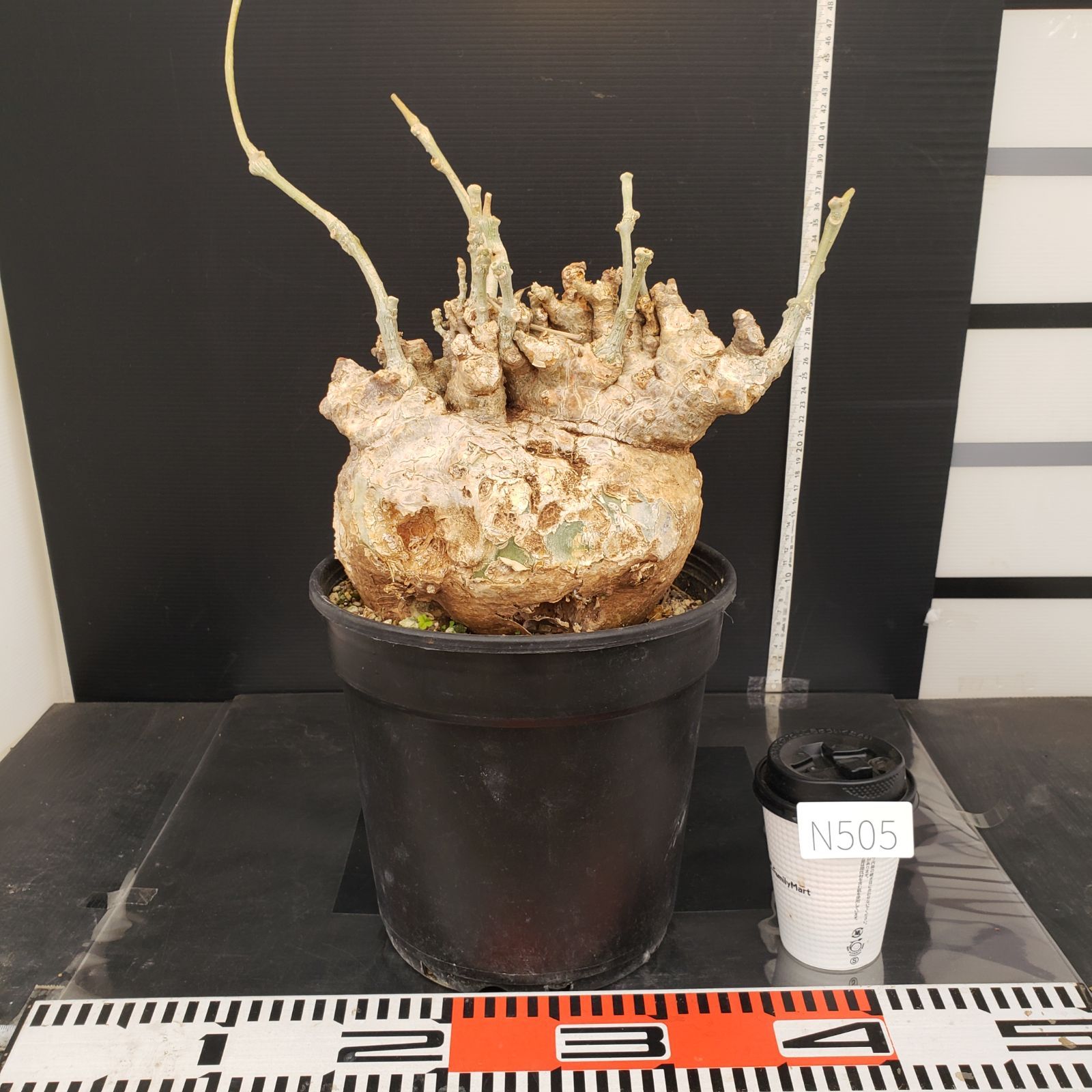 N505【自社養生株】フォッケア ムルチフローラ（L）（現地球・発根株