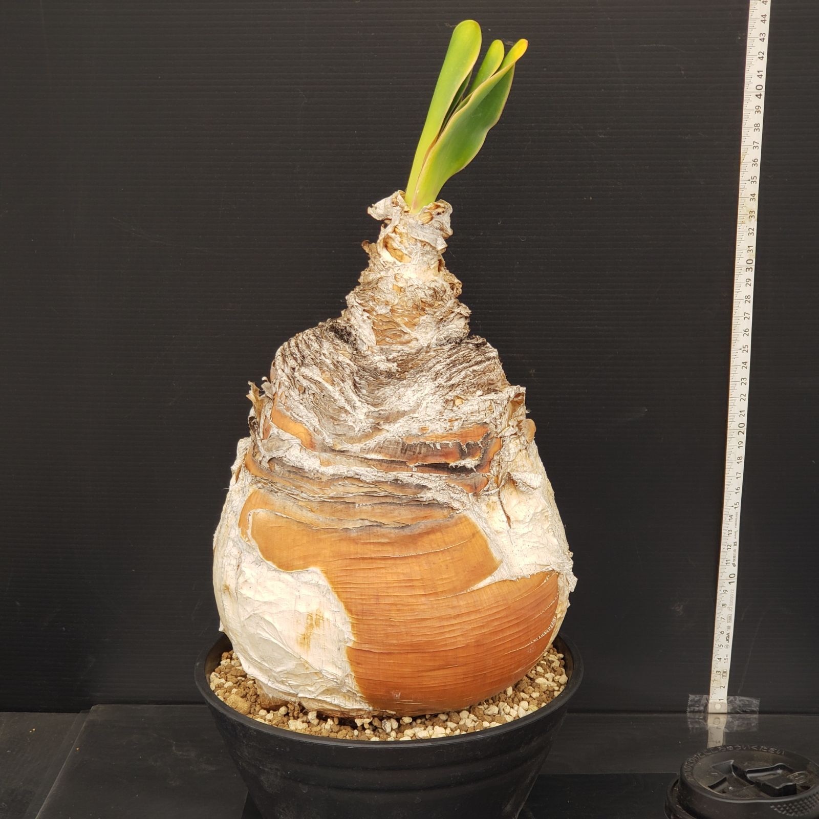 N506【自社養生株】ブーファン ハエマンソイデス（現地球・発根株