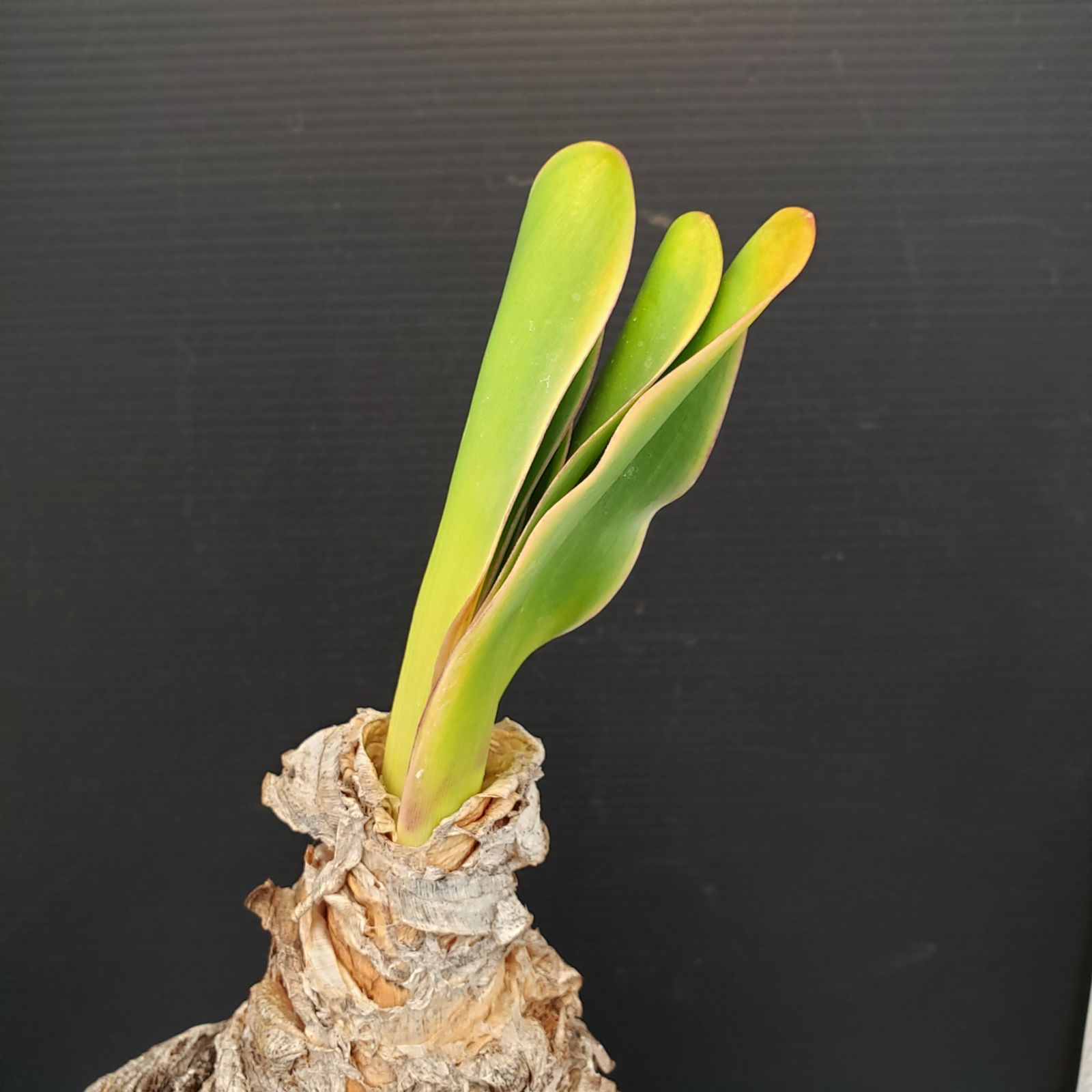 N506【自社養生株】ブーファン ハエマンソイデス（現地球・発根株