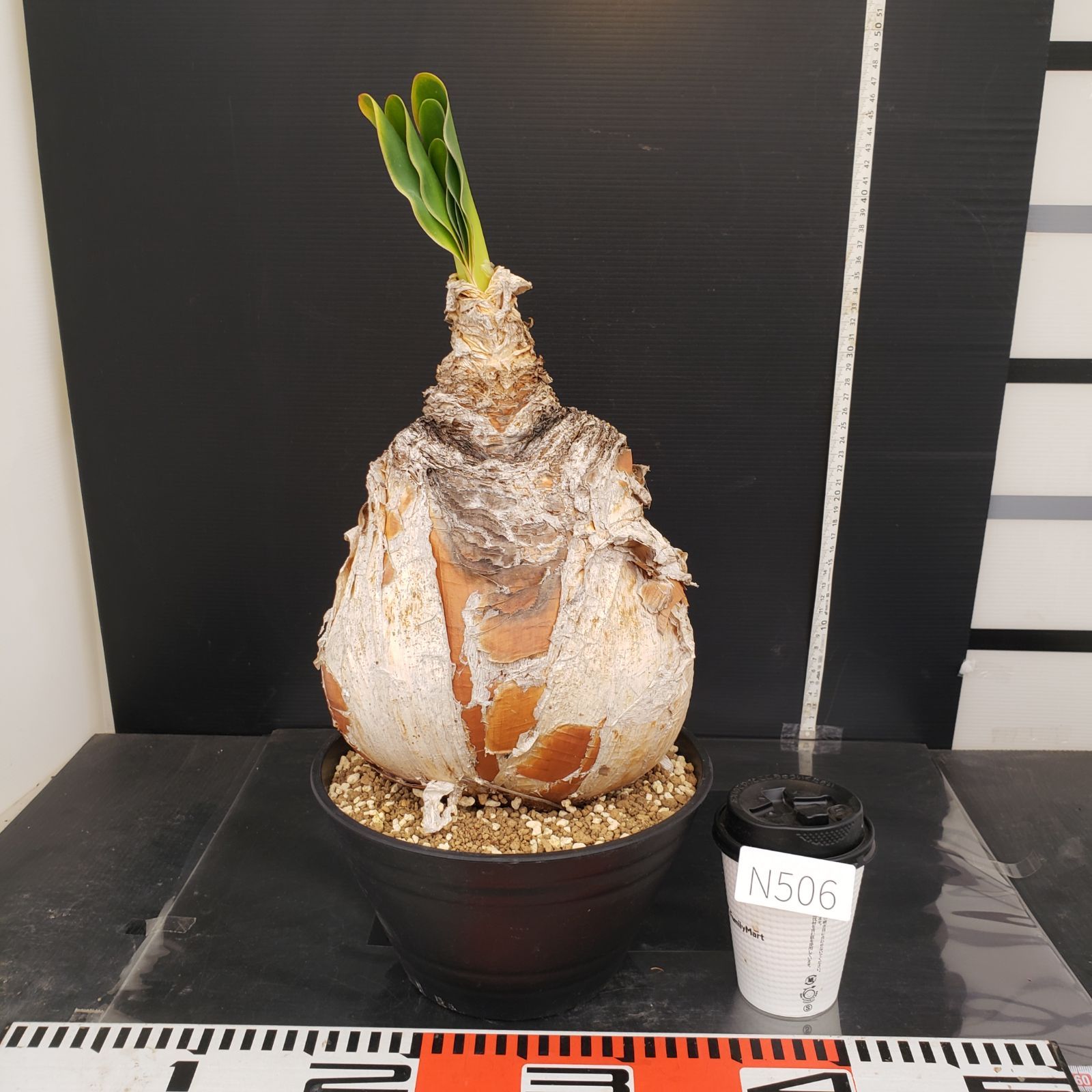 N506【自社養生株】ブーファン ハエマンソイデス（現地球・発根株