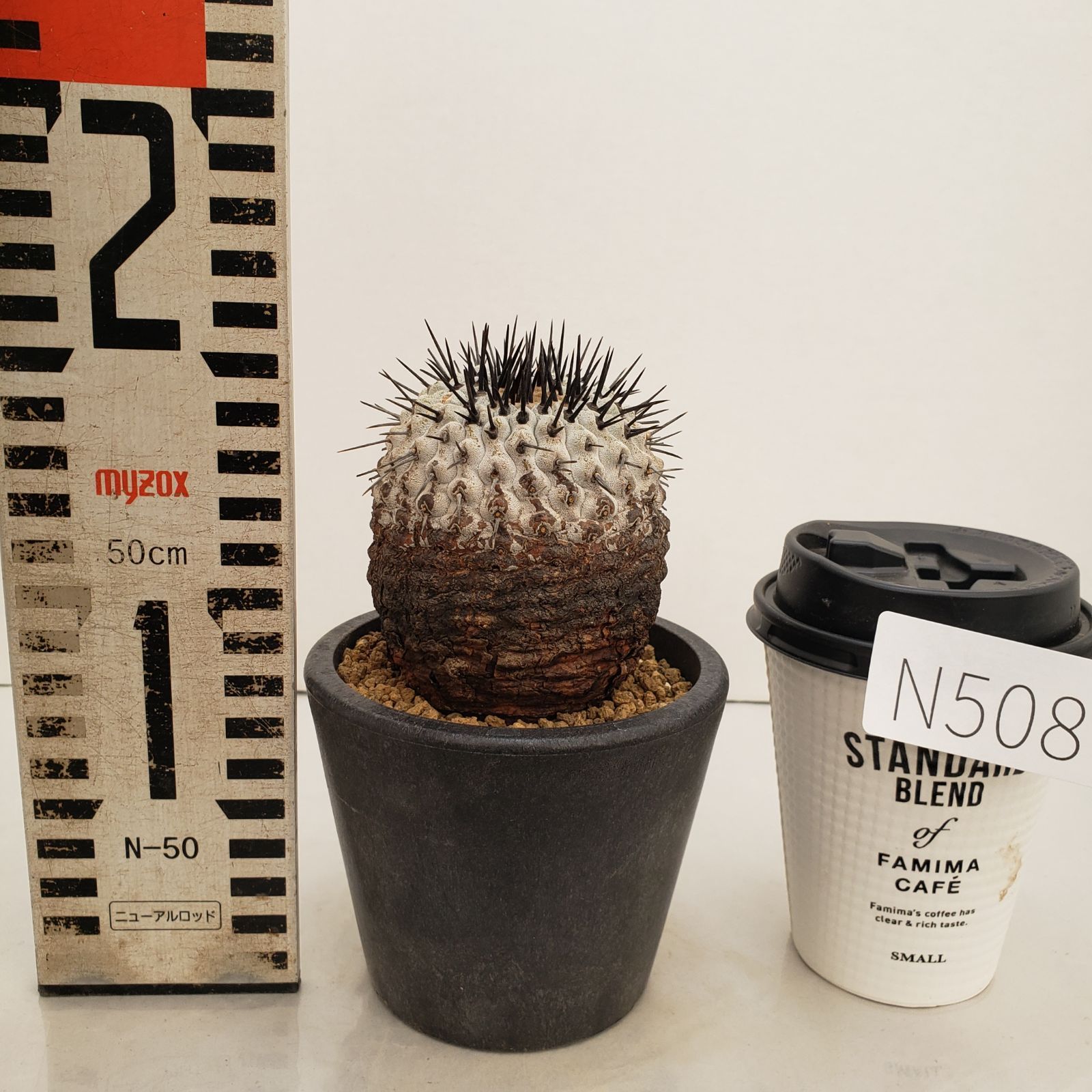 N508【自社養生株】コピアポア コルムナアルバ（発根株・鉢植え