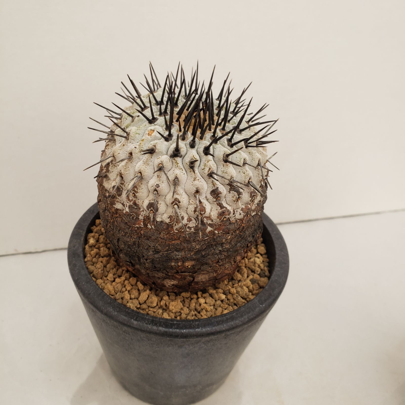 N508【自社養生株】コピアポア コルムナアルバ（発根株・鉢植え