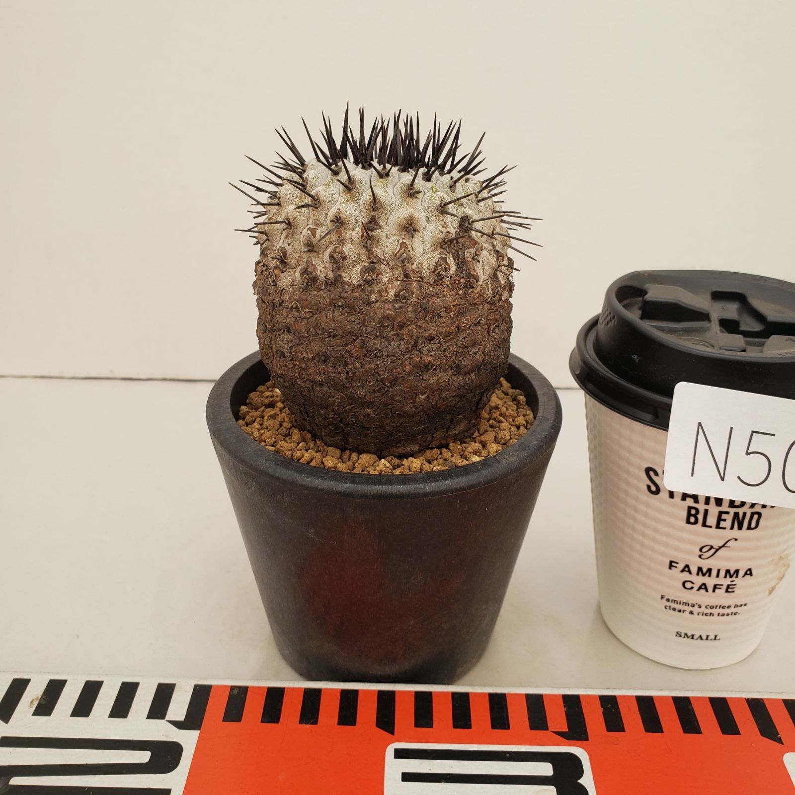 N508【自社養生株】コピアポア コルムナアルバ（発根株・鉢植え