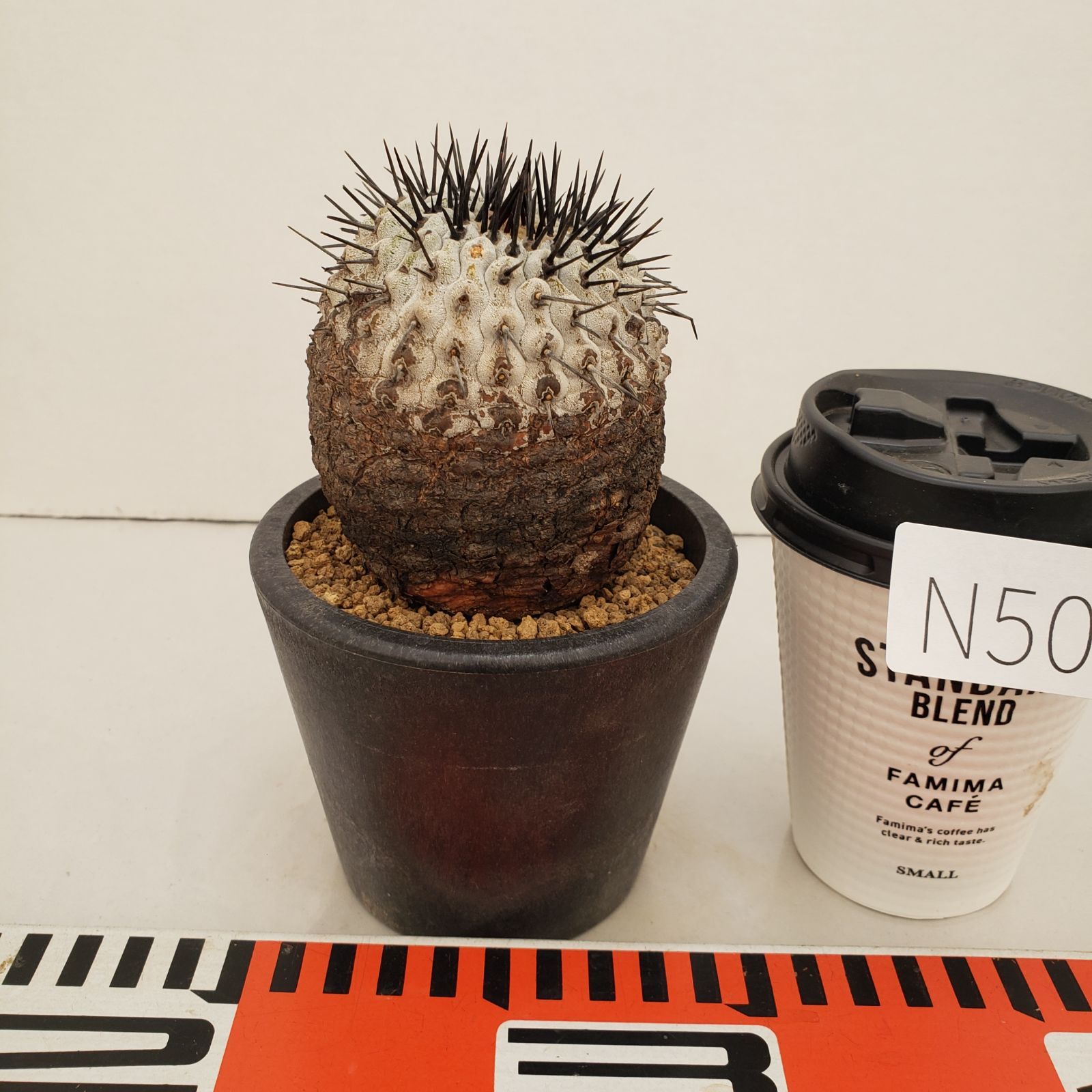 N508【自社養生株】コピアポア コルムナアルバ（発根株・鉢植え