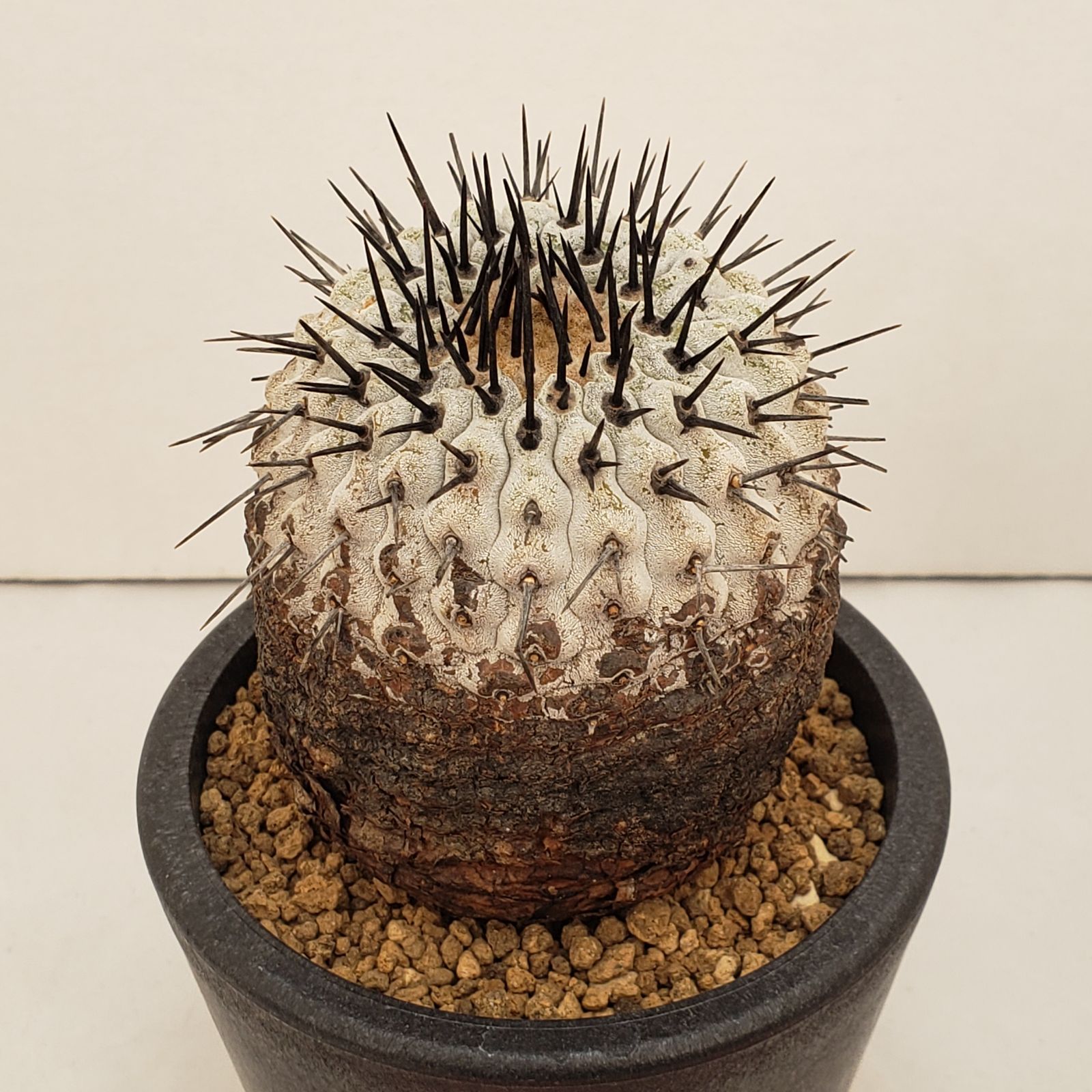 N508【自社養生株】コピアポア コルムナアルバ（発根株・鉢植え