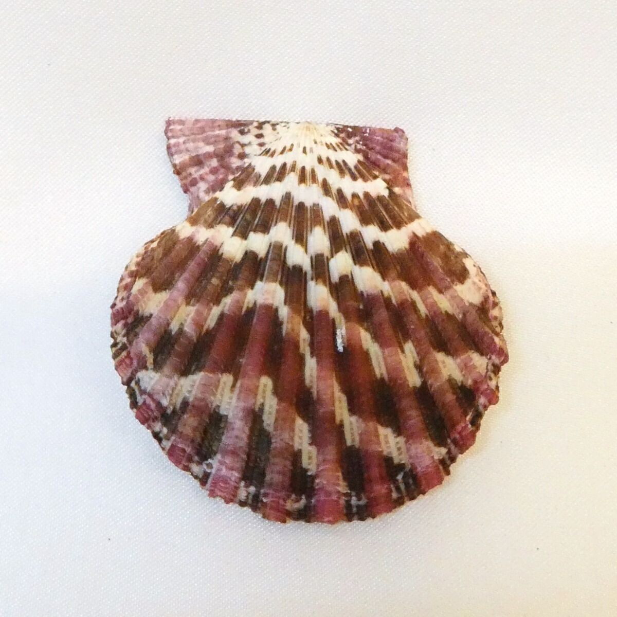 尋牛斎宗匠書付】南紀産 チサラ貝 香合 内金箔 久田宗也宗匠【半床庵