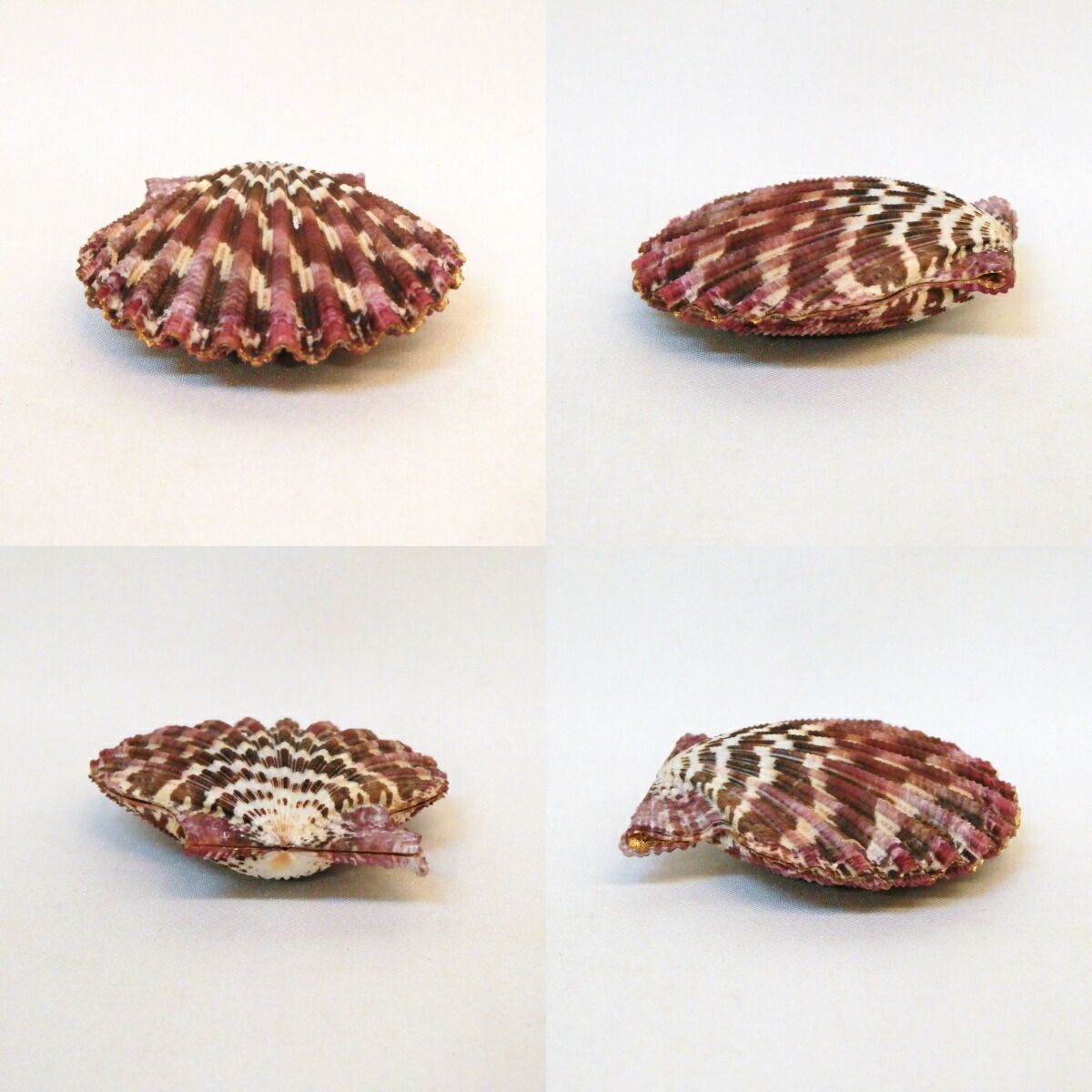 尋牛斎宗匠書付】南紀産 チサラ貝 香合 内金箔 久田宗也宗匠【半床庵