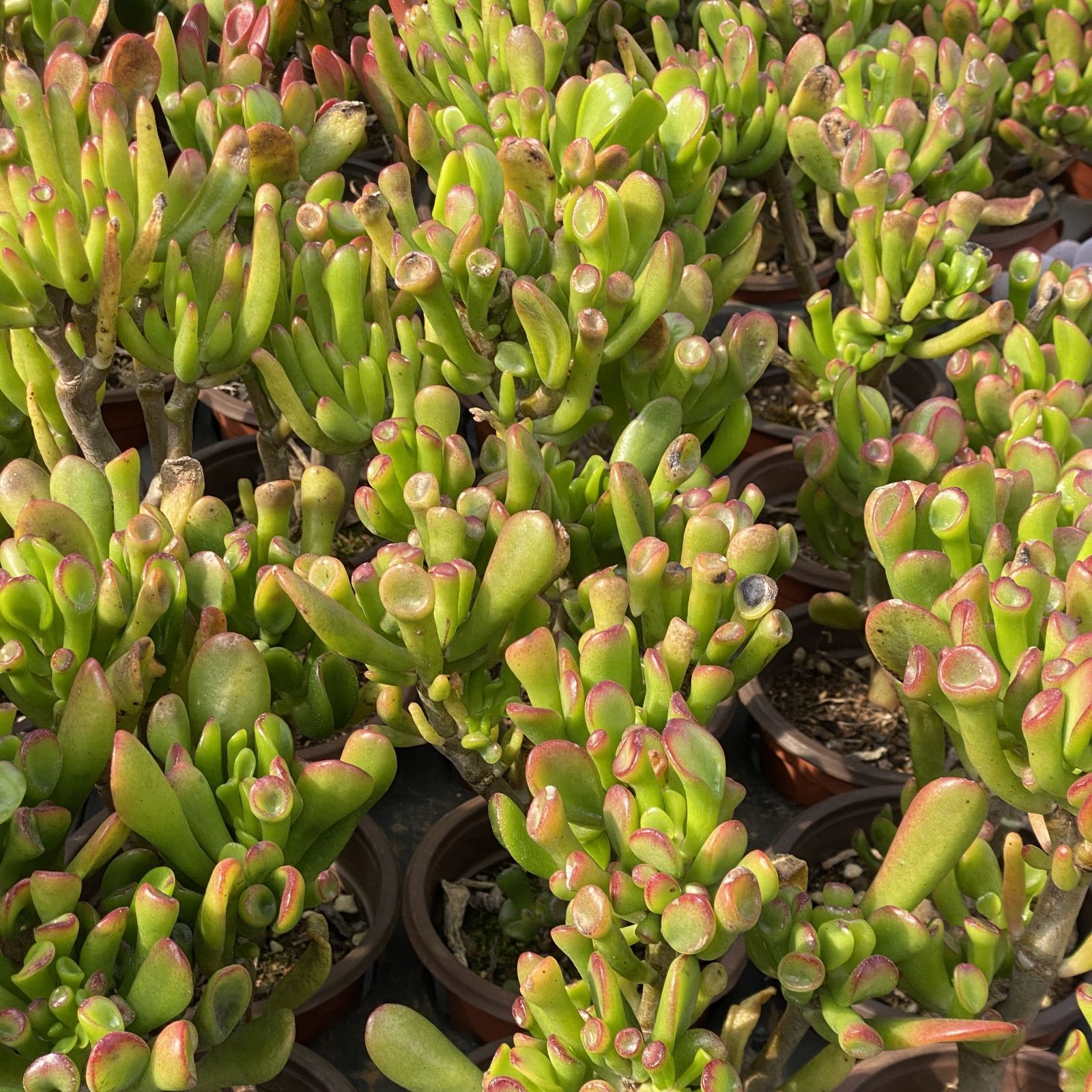 多肉植物 XY4 キャッシュスキマー 10株 抜き苗 エケベリア セダム