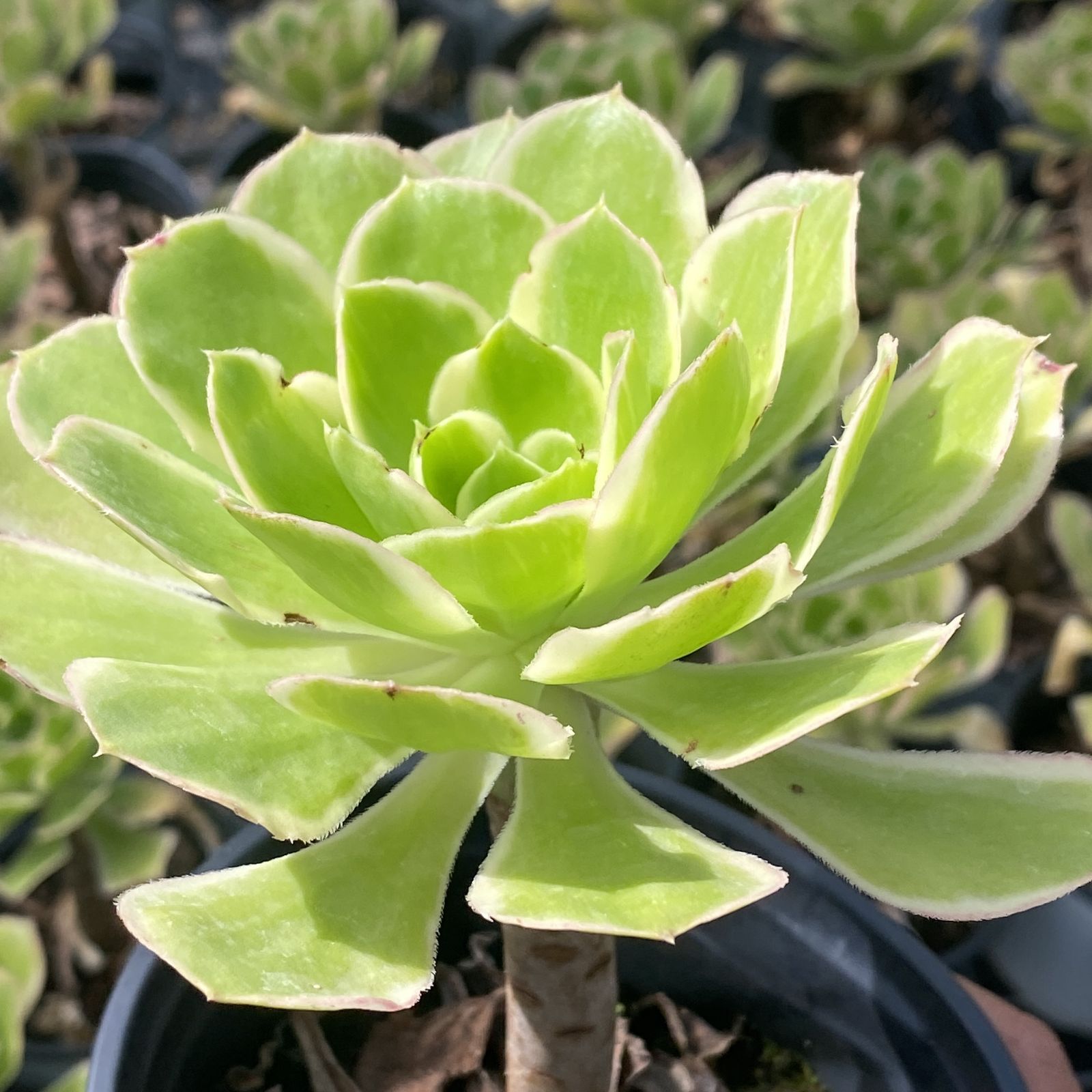 多肉植物 XY18 ダイヨウバラ 10株 抜き苗 エケベリア セダム