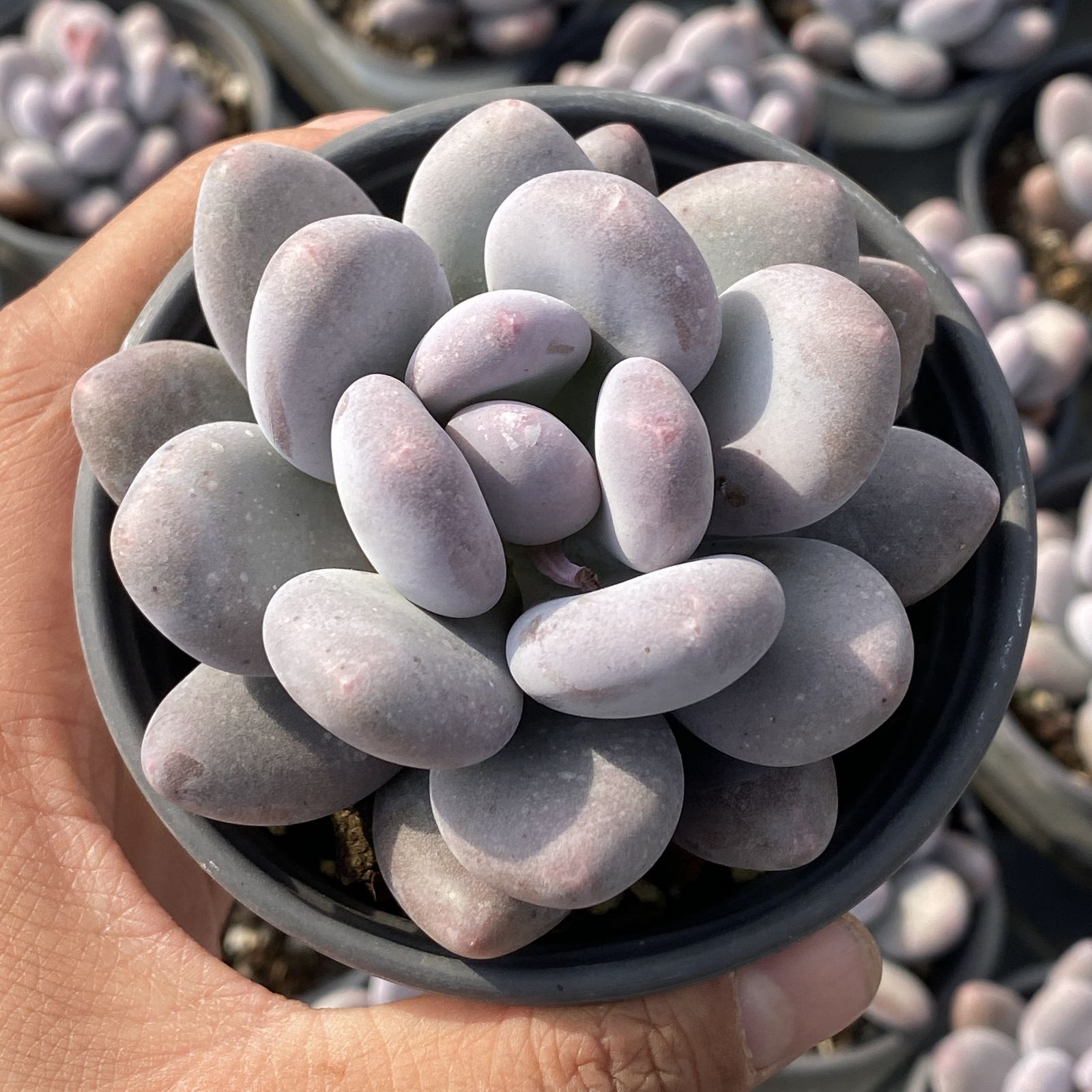 多肉植物 XY3 チーズ 10株 抜き苗 エケベリア セダム アエオニウム