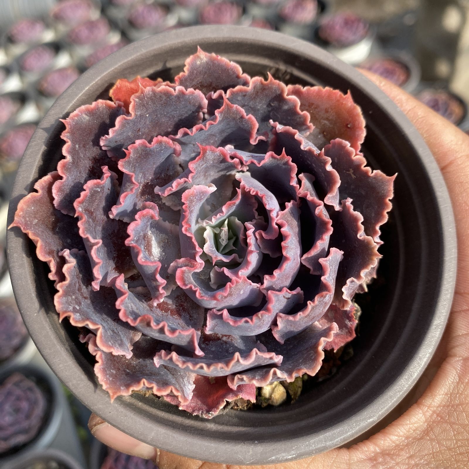 多肉植物 XY1 バンカ 10株 抜き苗 エケベリア セダム アエオニウム