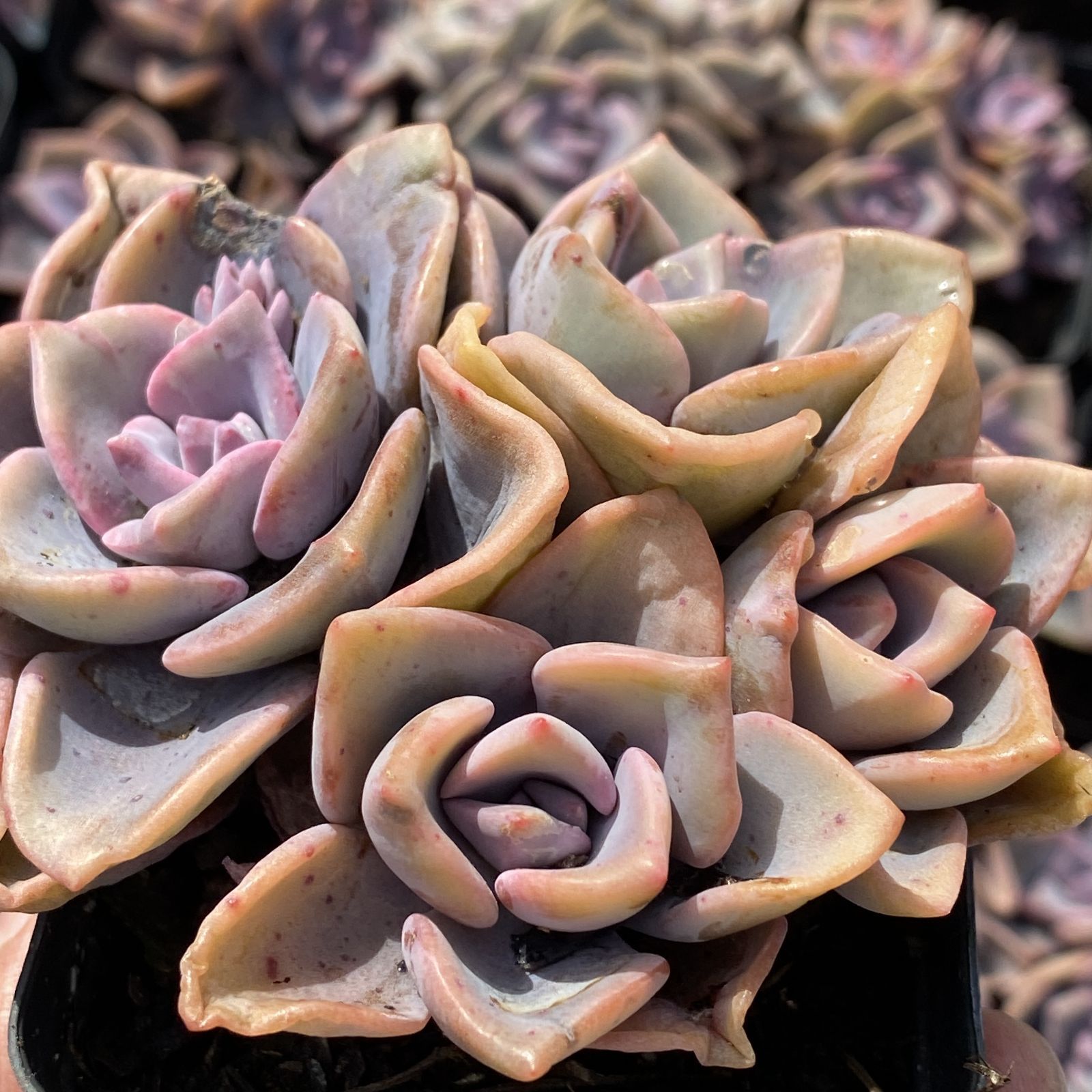 多肉植物 XY30 スキットルズ 10株 抜き苗 エケベリア セダム