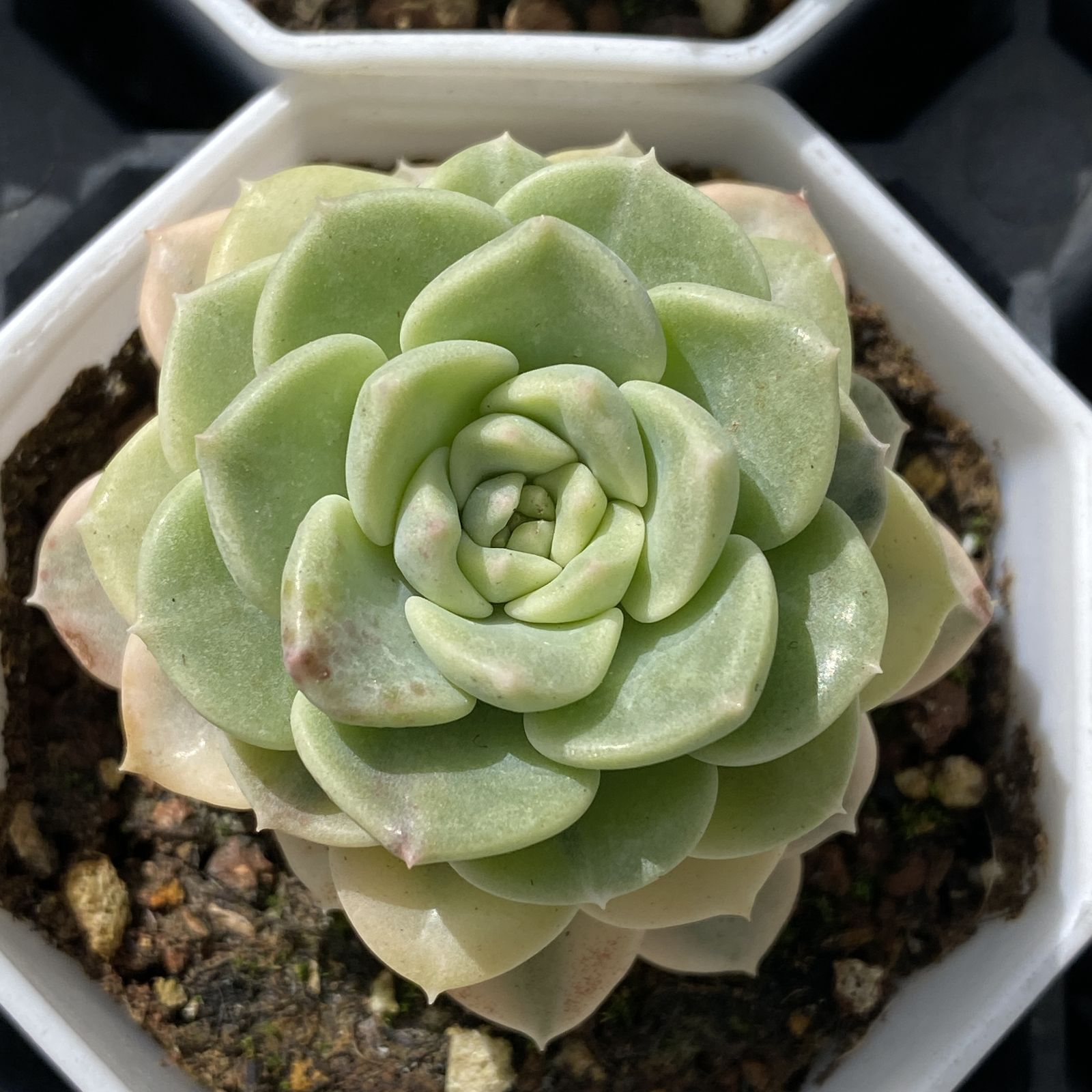 多肉植物 XY38 ティンカーベルニシキ 10株 抜き苗 エケベリア セダム