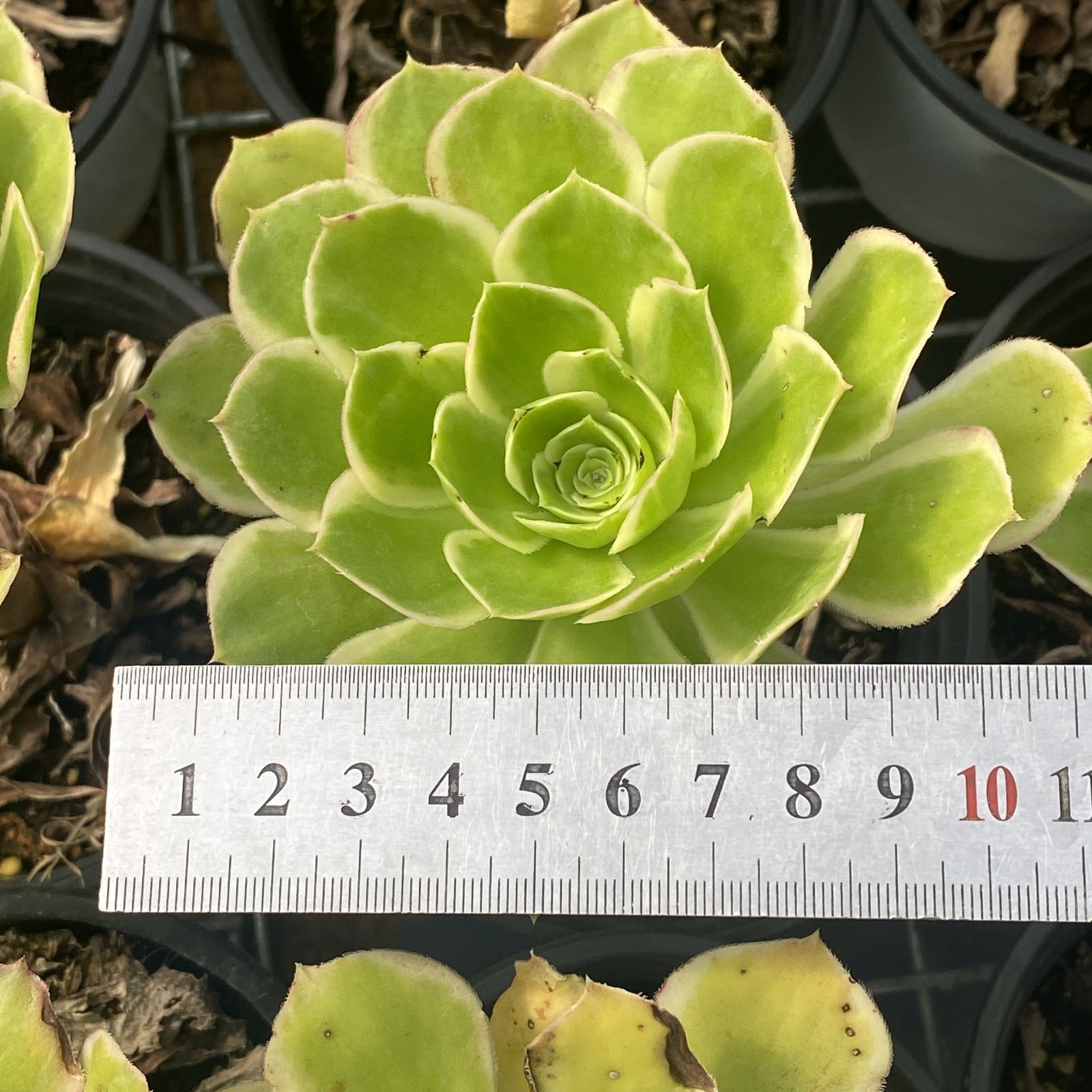 多肉植物 XY18 ダイヨウバラ 10株 抜き苗 エケベリア セダム