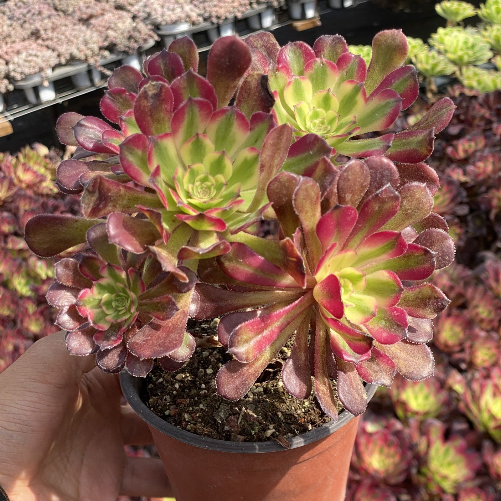 多肉植物 XY27 コウガン 10株 抜き苗 エケベリア セダム アエオニウム