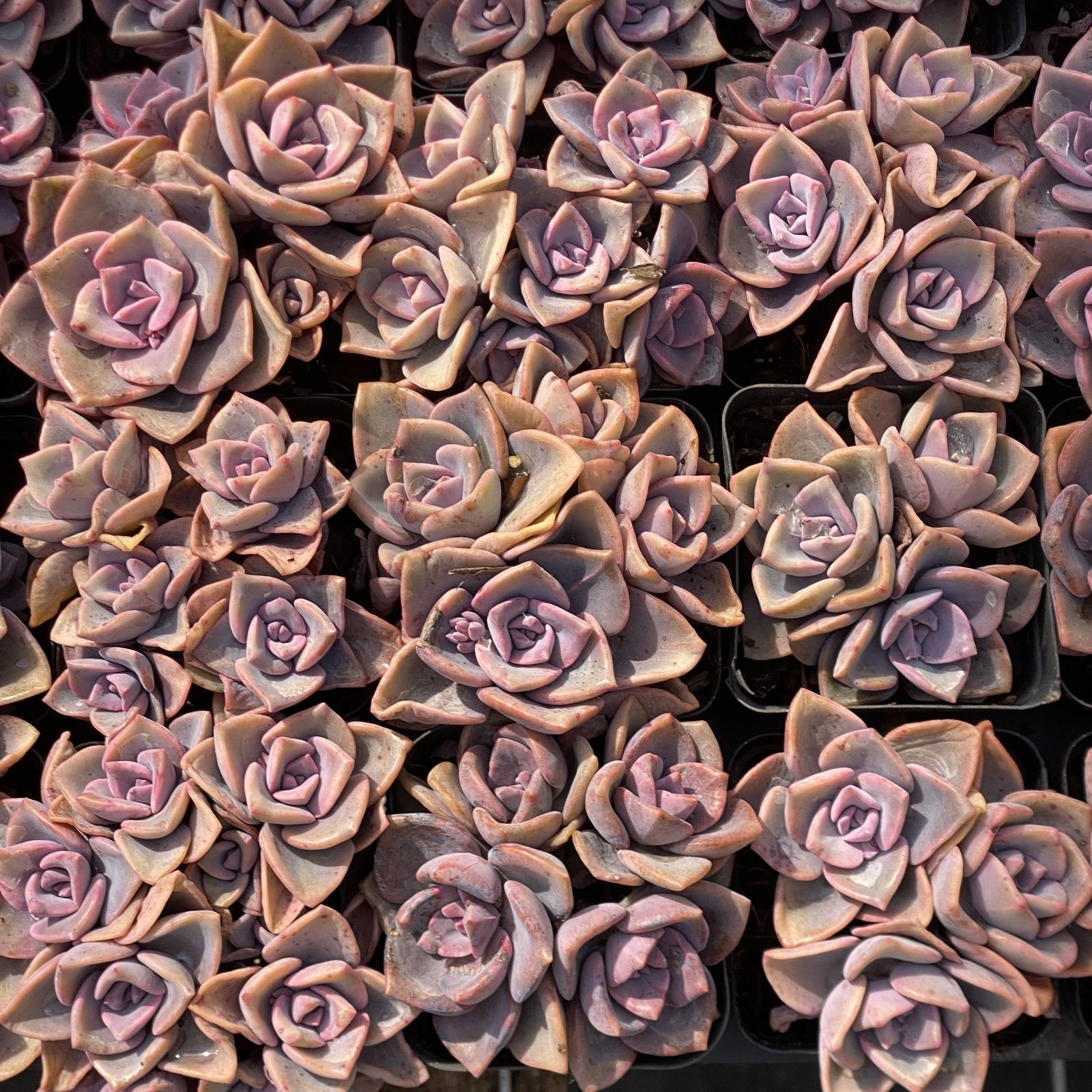 多肉植物 XY30 スキットルズ 10株 抜き苗 エケベリア セダム