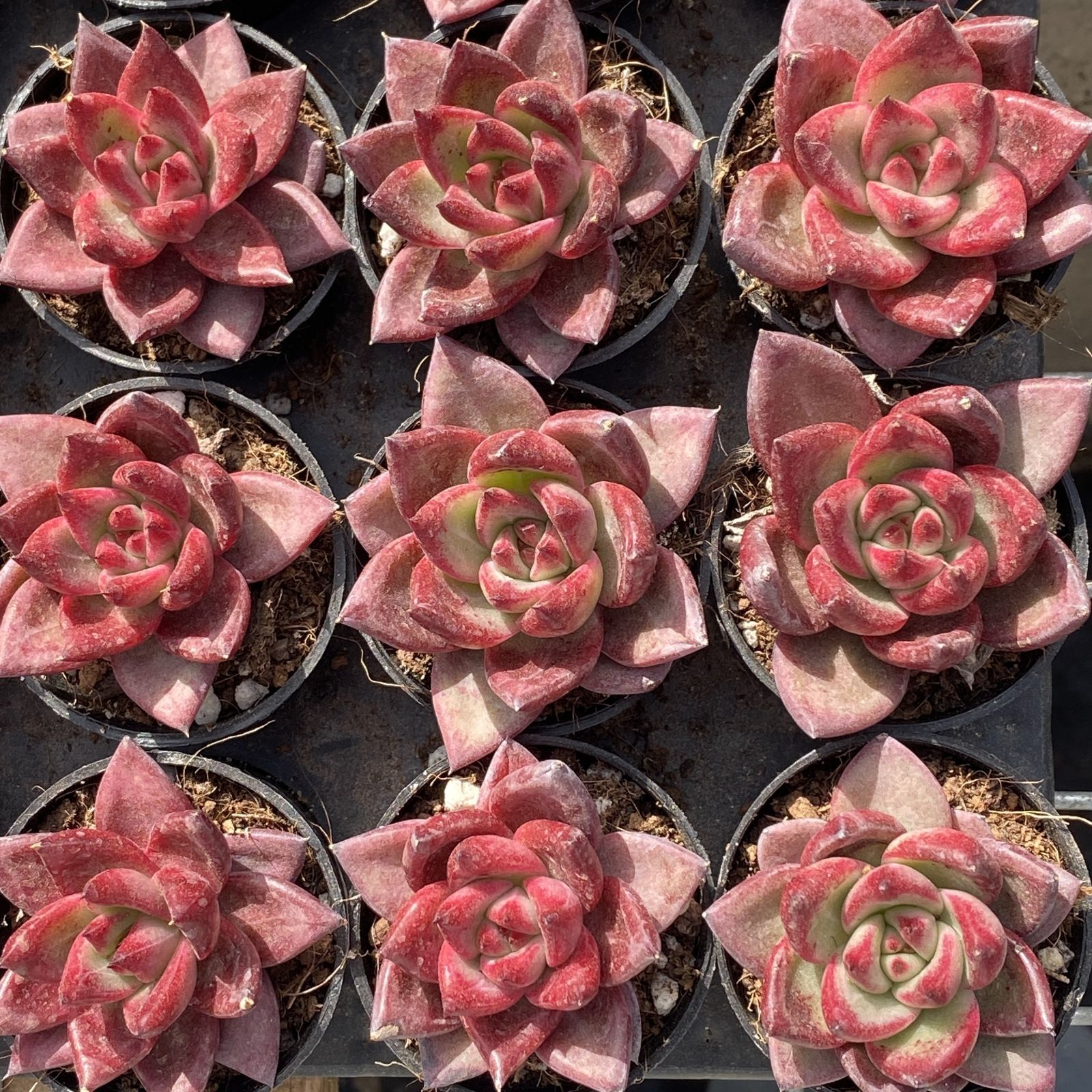 多肉植物 XY39 ロッカ 10株 抜き苗 エケベリア セダム アエオニウム