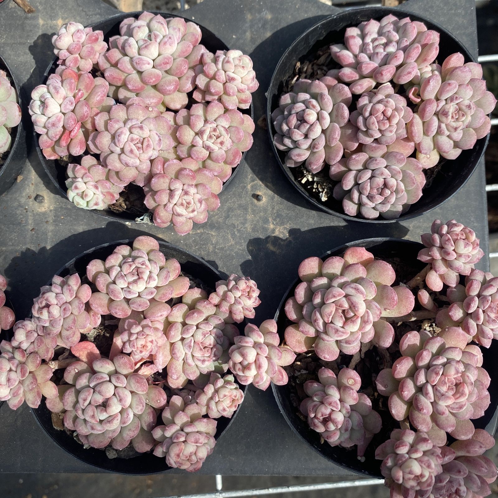 多肉植物 XY23 モウズ 10株 抜き苗 エケベリア セダム アエオニウム