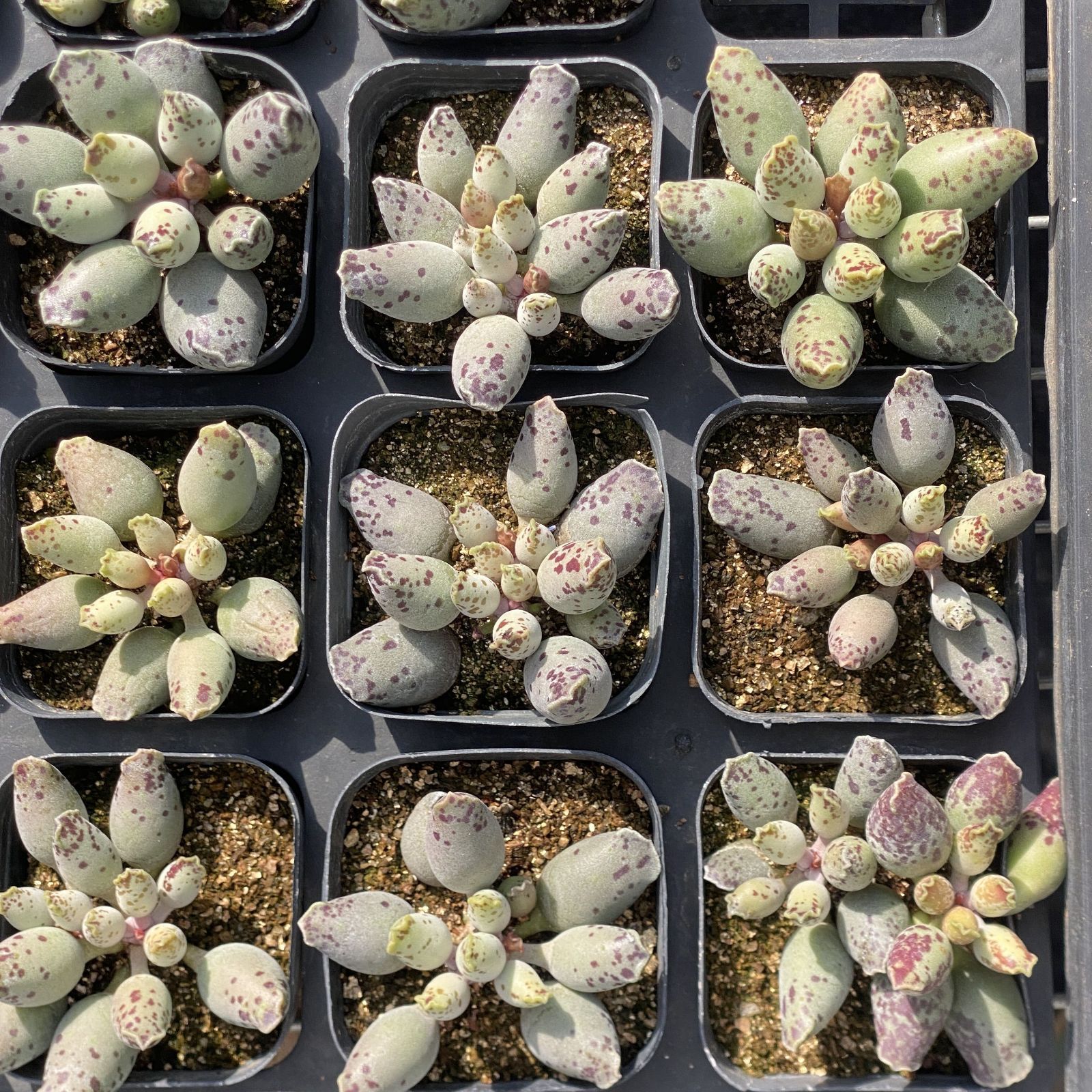 多肉植物 XY46 アザラシ 10株 抜き苗 エケベリア セダム アエオニウム