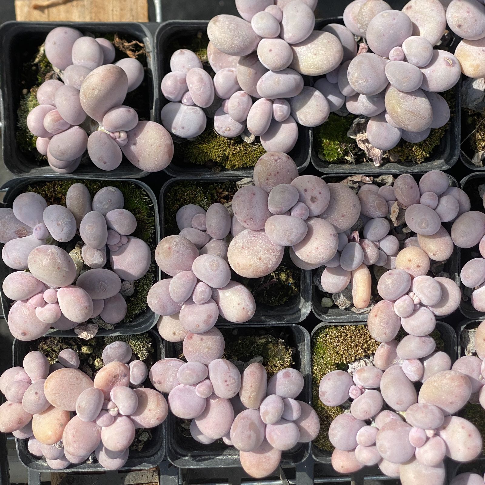 多肉植物 XY25 オレンジスノーボール 10株 抜き苗 エケベリア セダム