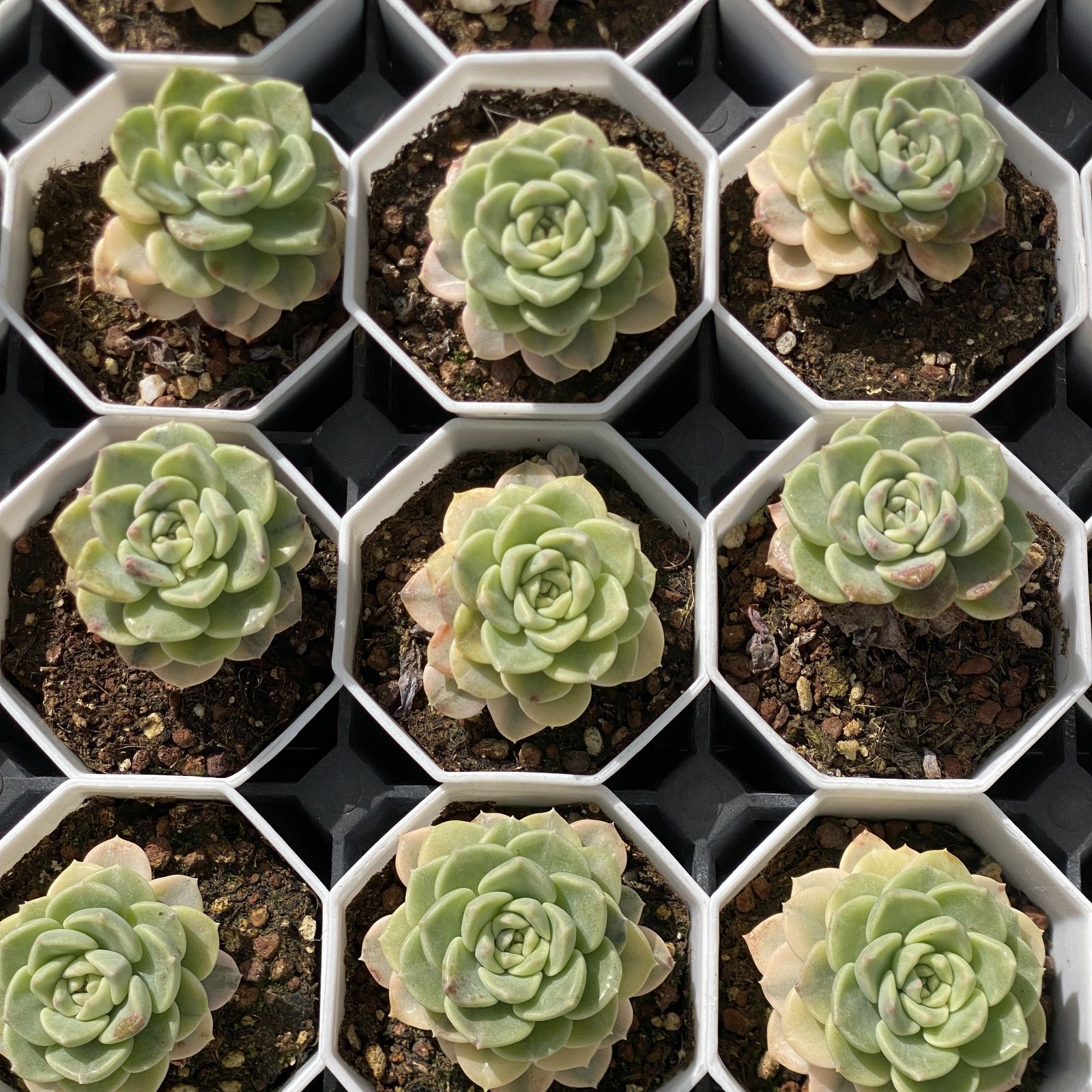 多肉植物 XY38 ティンカーベルニシキ 10株 抜き苗 エケベリア セダム