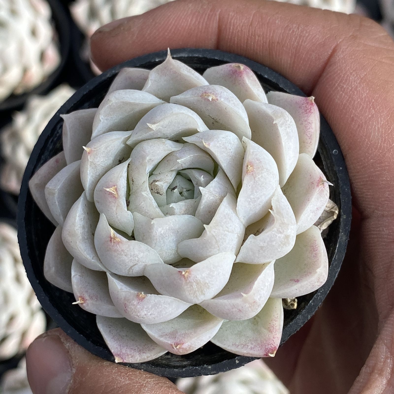 多肉植物 XY48 ハクゲツエイ 10株 抜き苗 エケベリア セダム