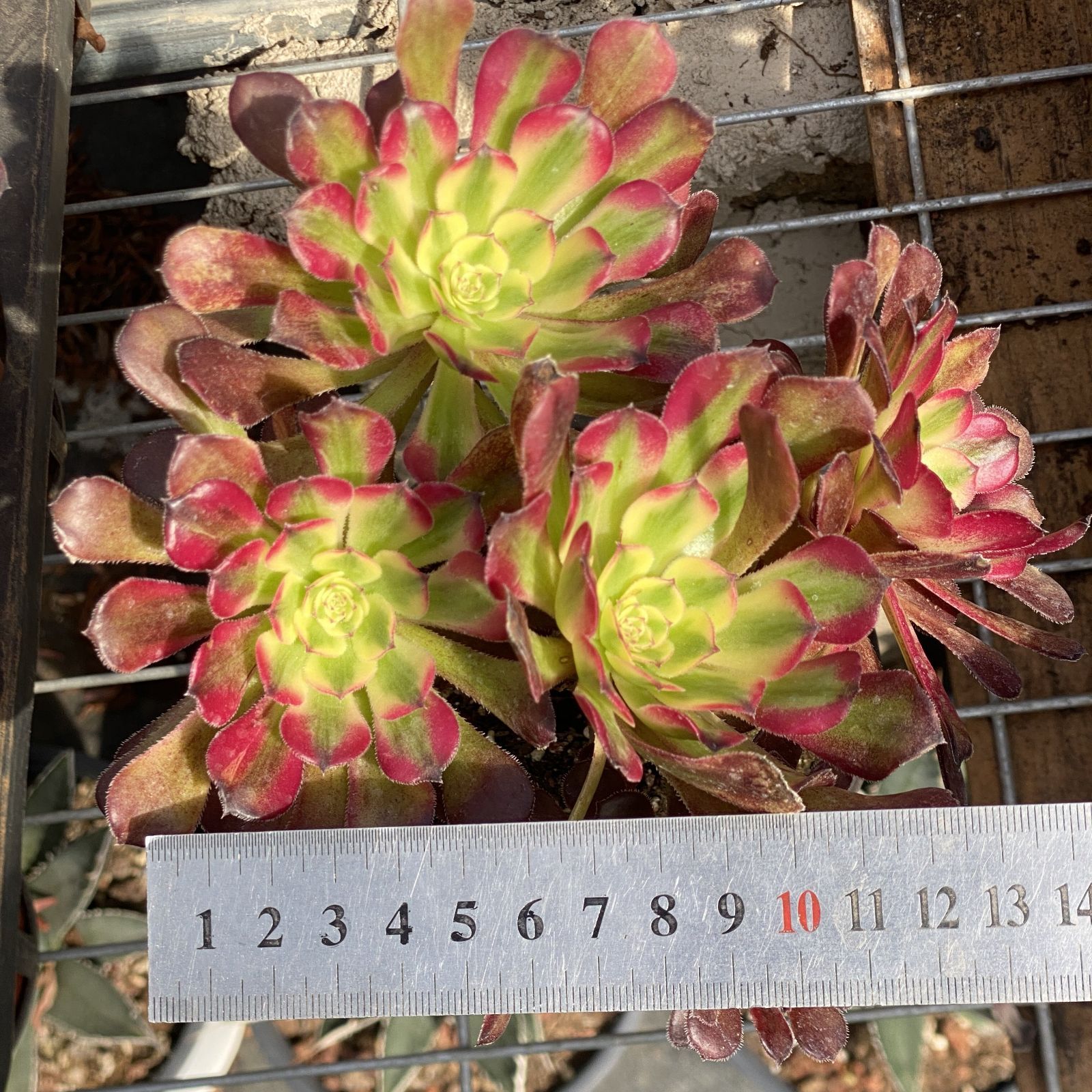 多肉植物 XY27 コウガン 10株 抜き苗 エケベリア セダム アエオニウム