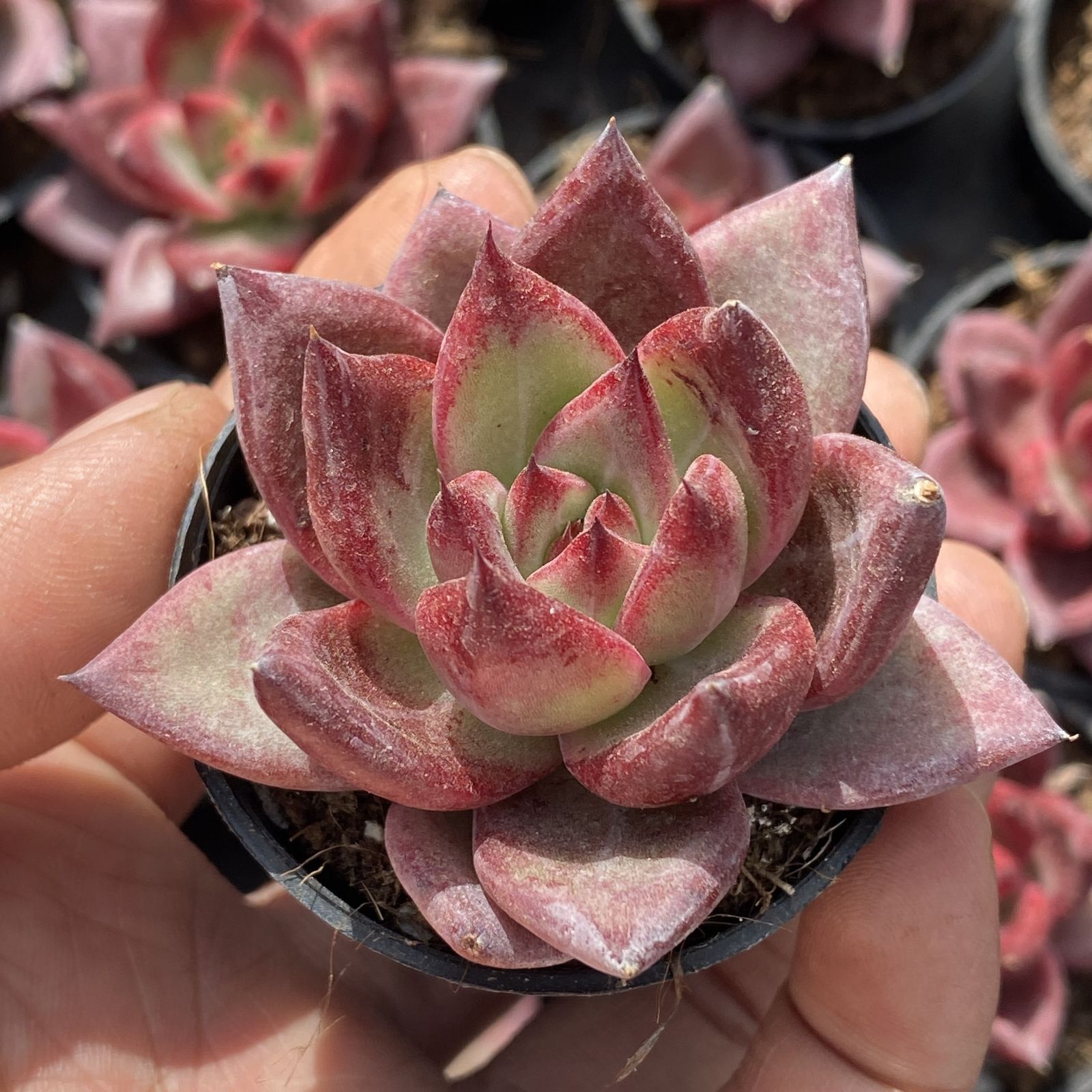 多肉植物 XY39 ロッカ 10株 抜き苗 エケベリア セダム アエオニウム